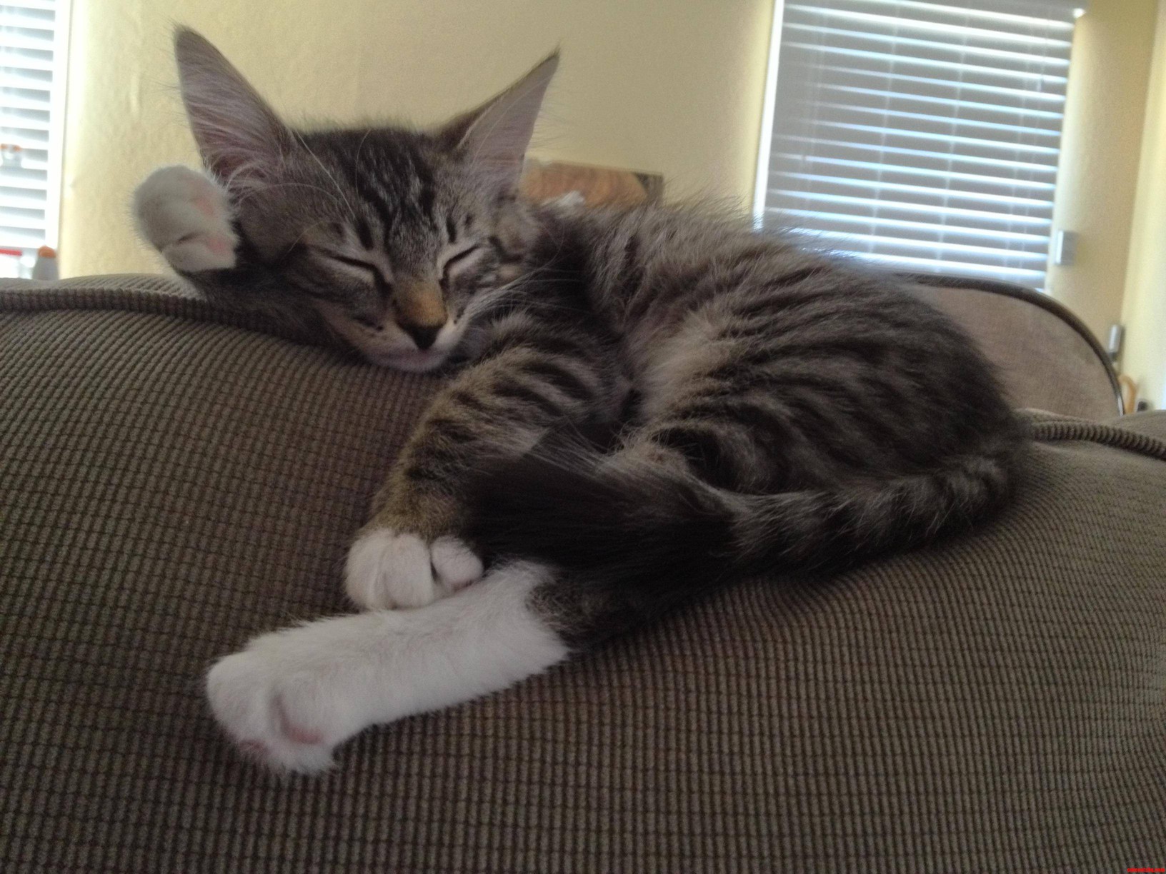 Fell Asleep Watching the Life of Birds