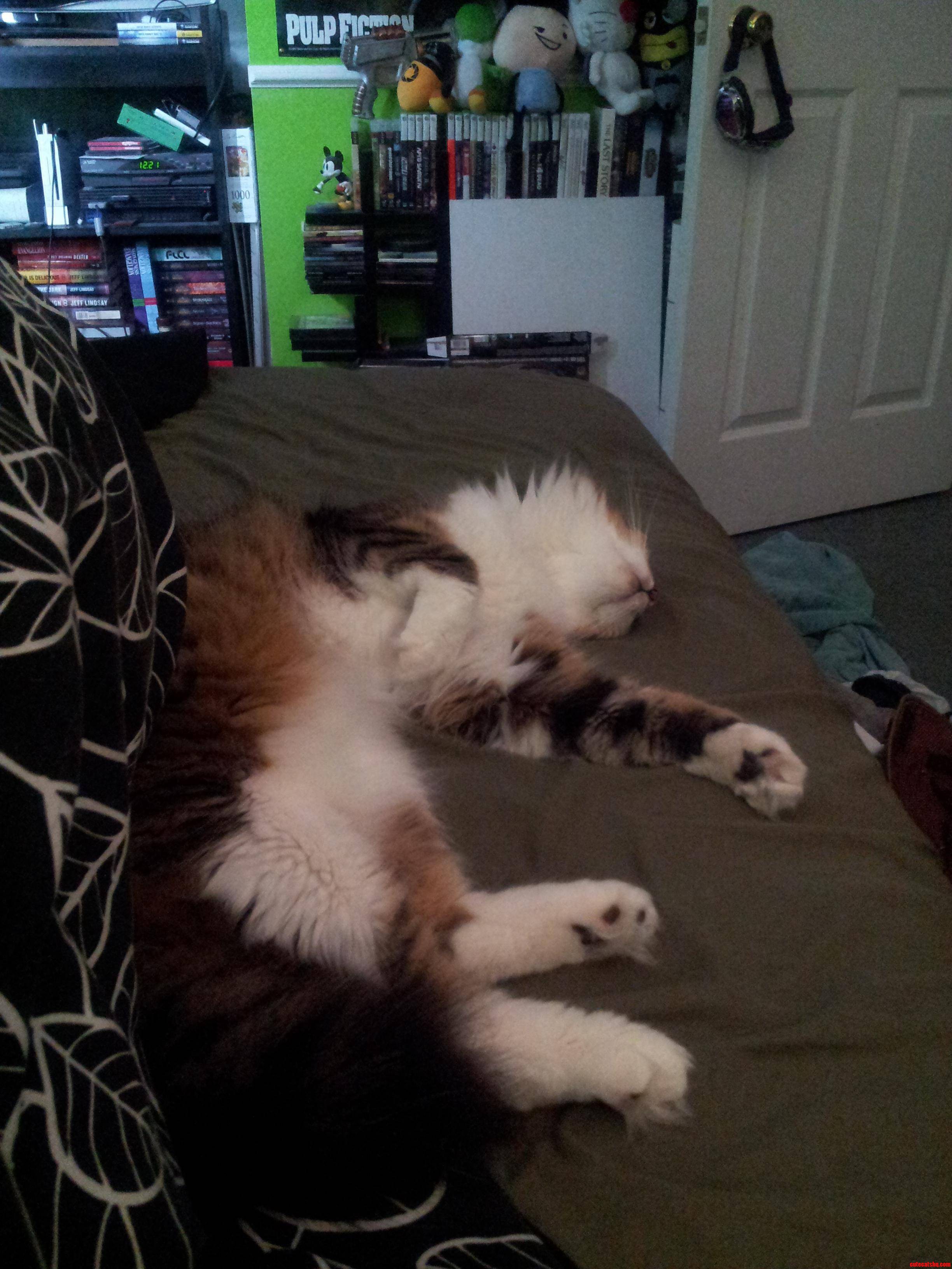 First Cat Post. His Name Is Rhonin