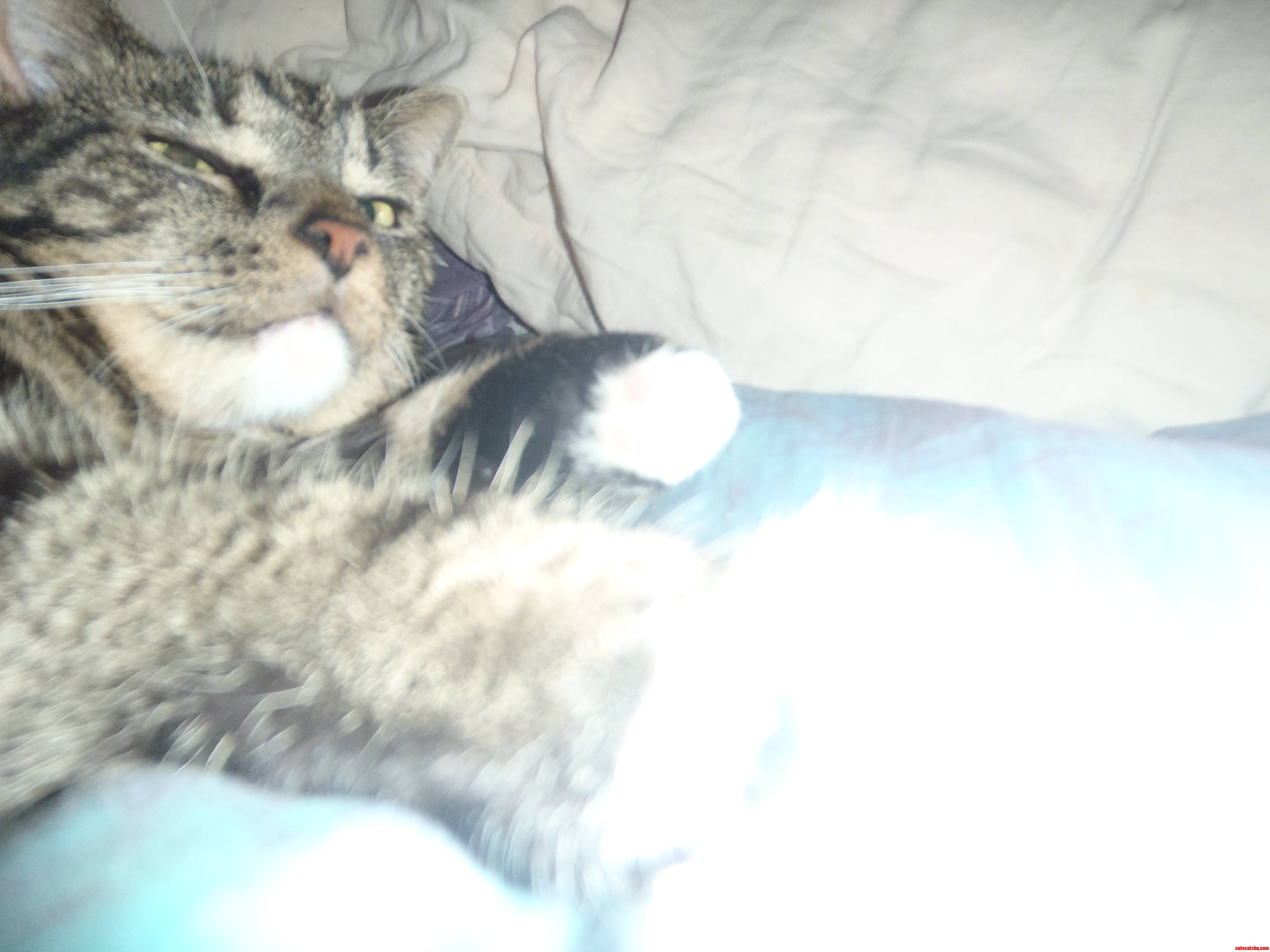 First Time Cat Owner-meet My New Sweetie Basil