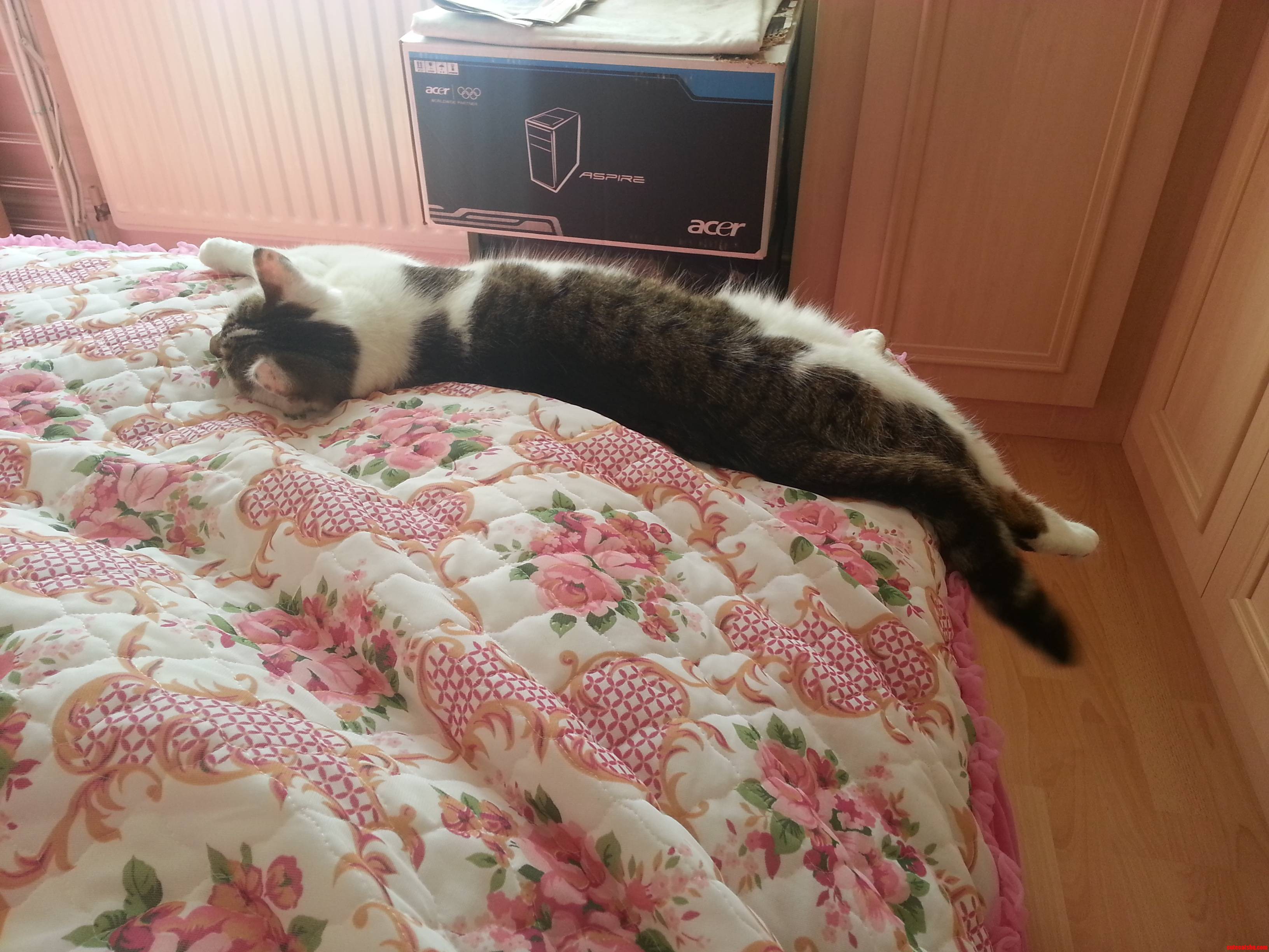 First Time Ive Seen My Cat Hanging Off of Something