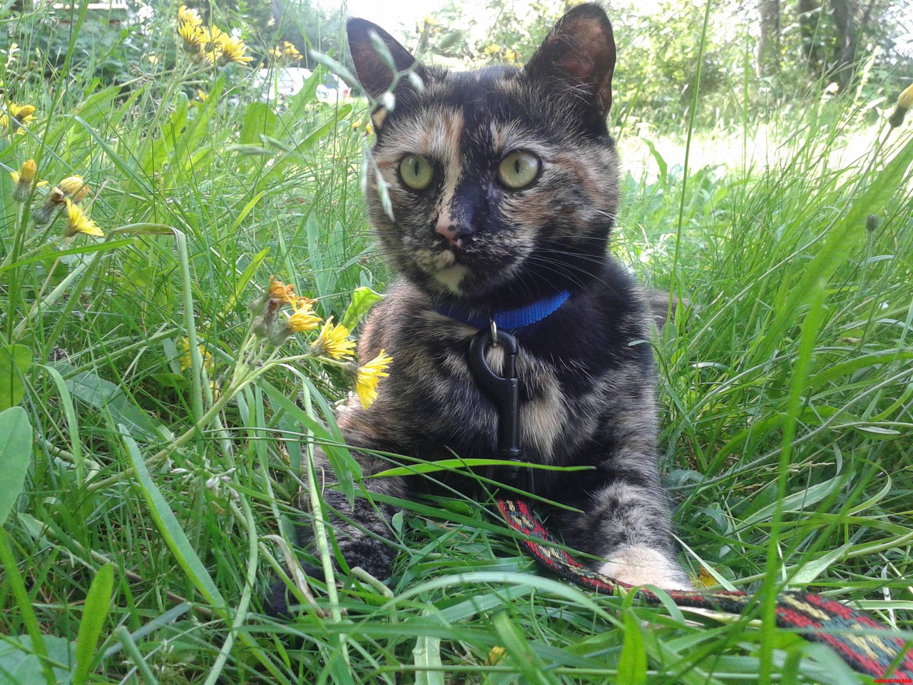 First Time Outside  Her Eyes Look So Green with the Grass.