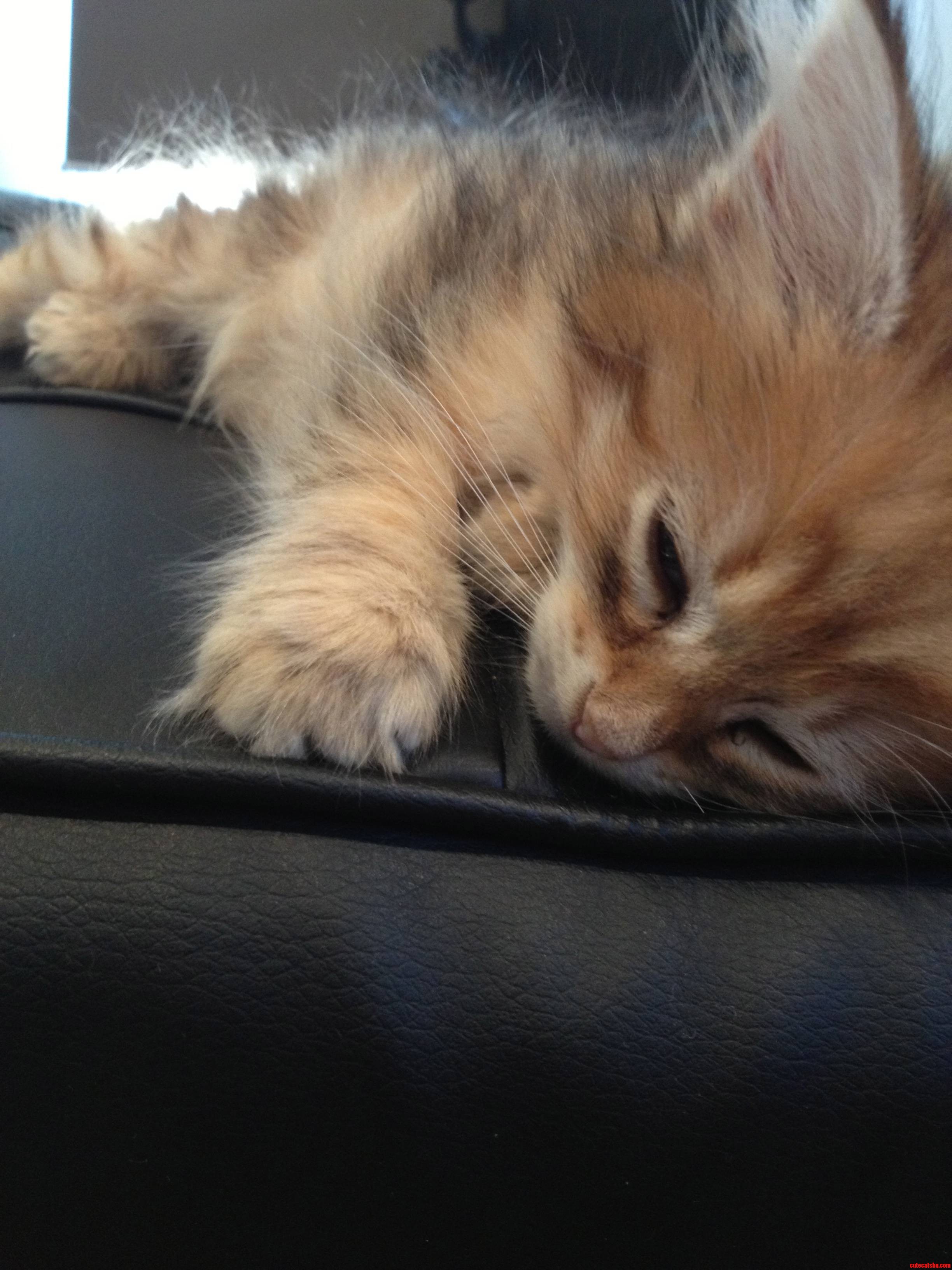 Floyd Is Sleepy.