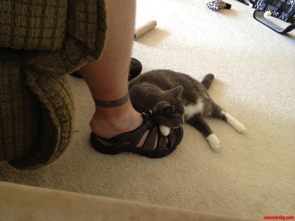 Foot Cuddles  That S How My Cat Shows Affection.