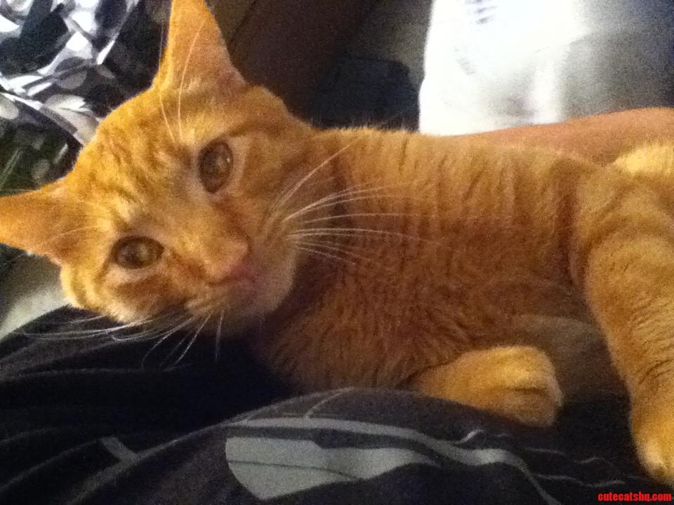 Found Him Abandon Last Year. Bottle Fed Him Back to Health. a Year Later Here He Is