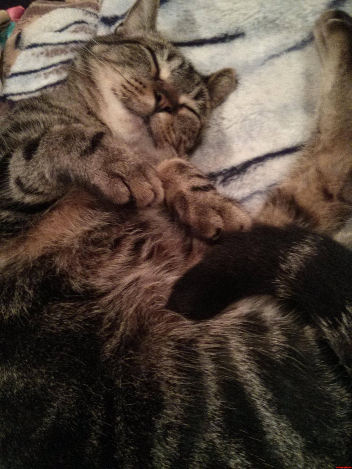 Friend S Cat Sleeping on My Foot