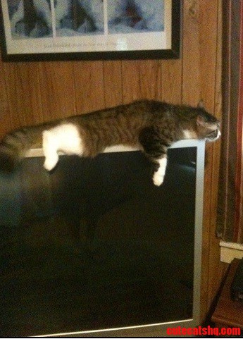 Friends Cat Loves Their Tv.