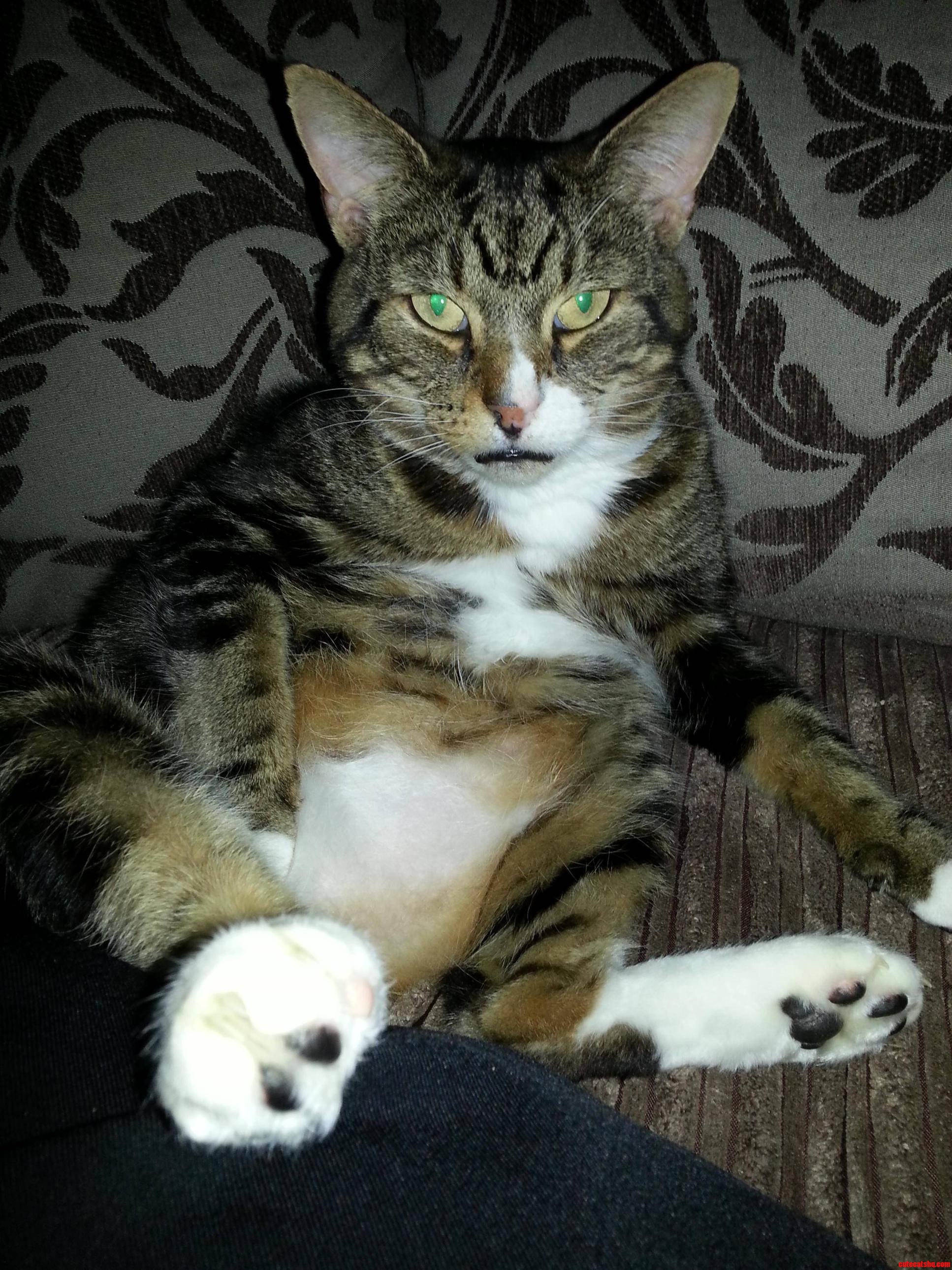 Gizmo Just Chilling..