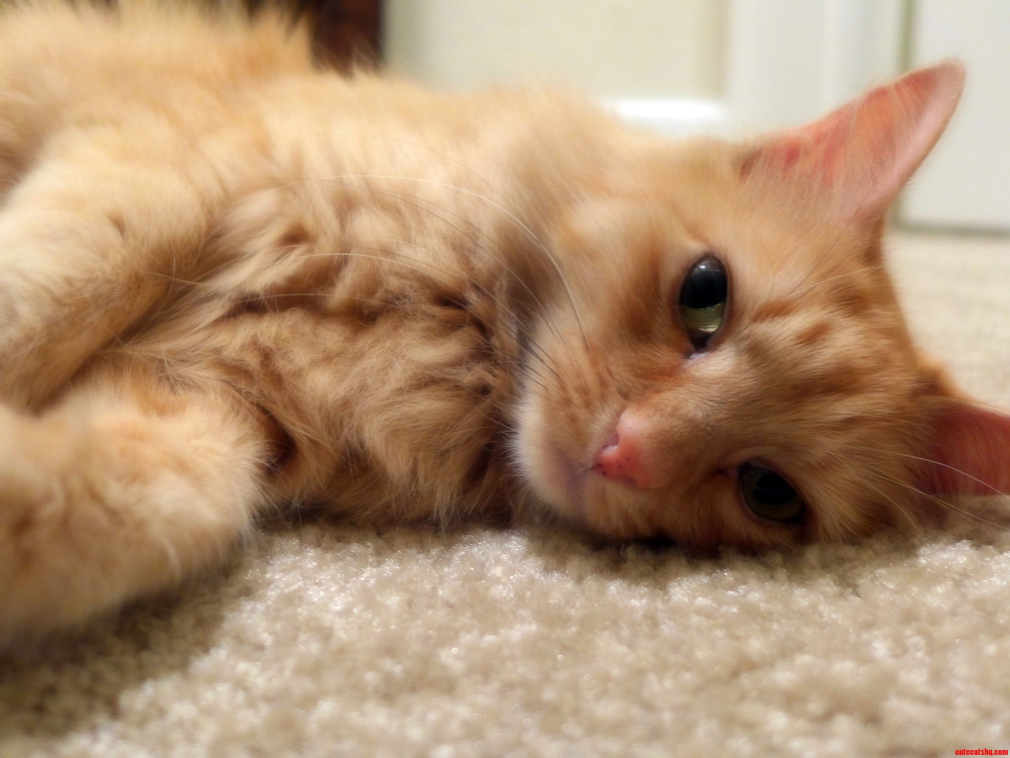 Good Kitty.