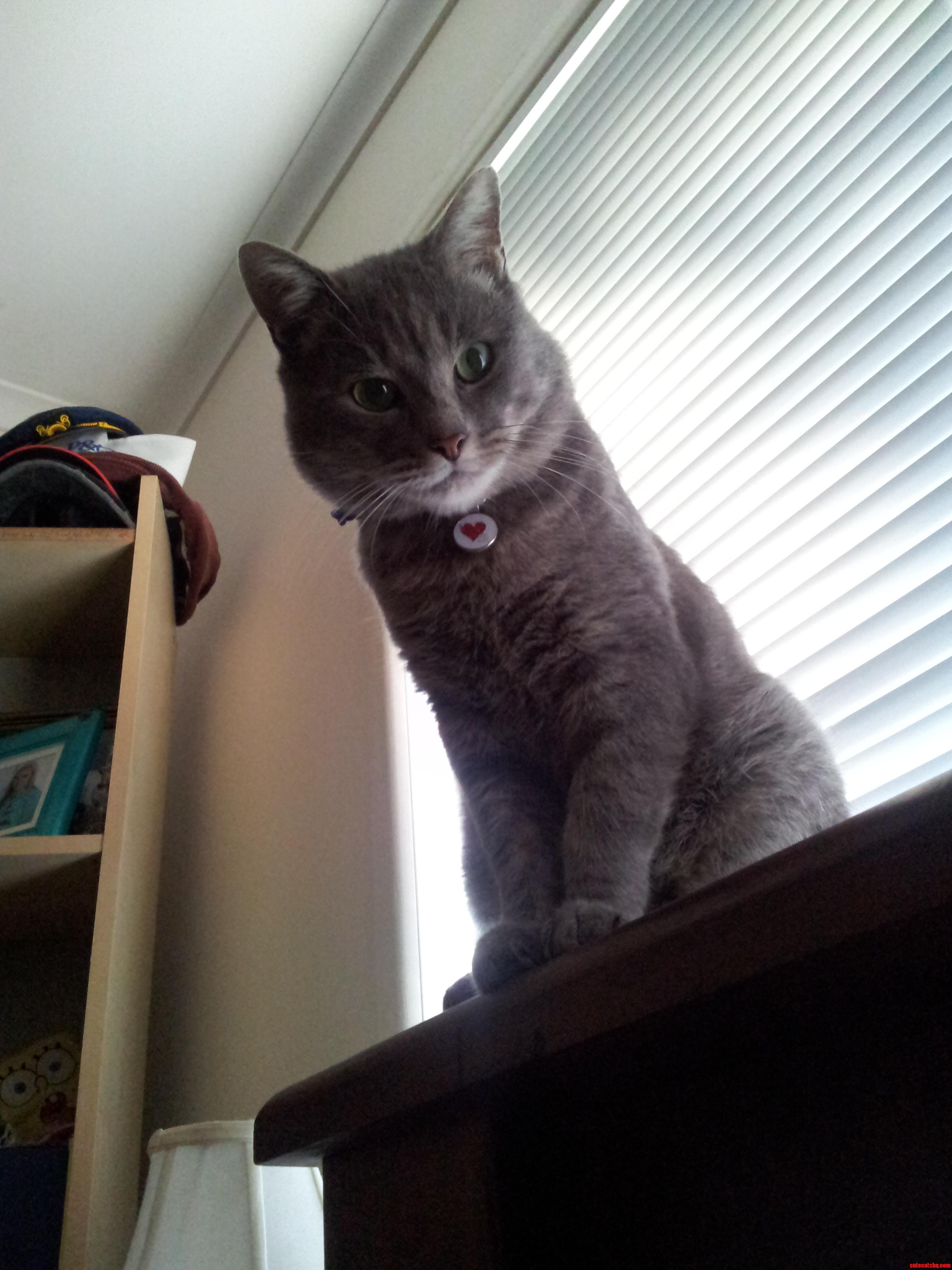 Good Morning from the Bed End Above Your Head. Can You Feed Me Now