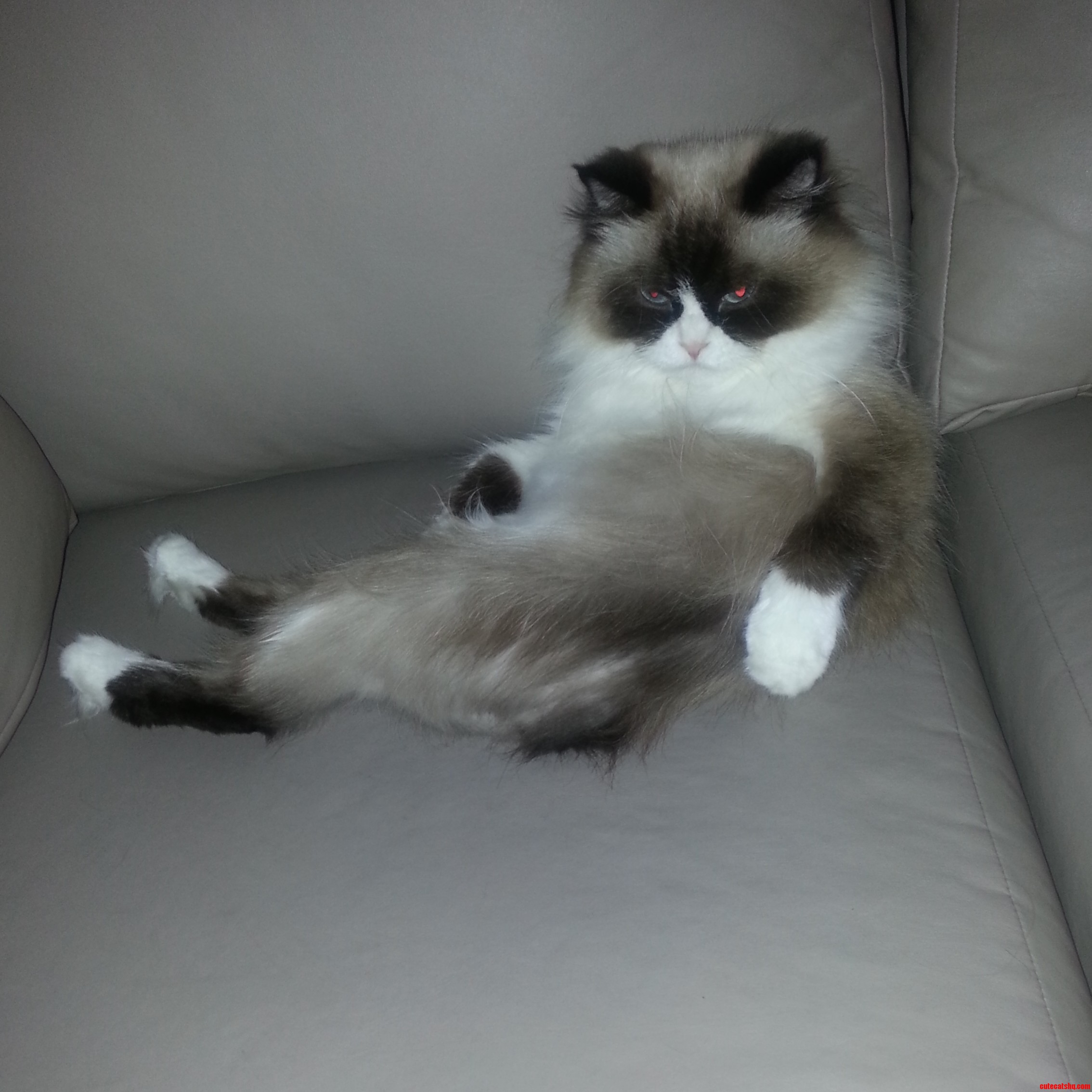 Grumpy Cat S Mom