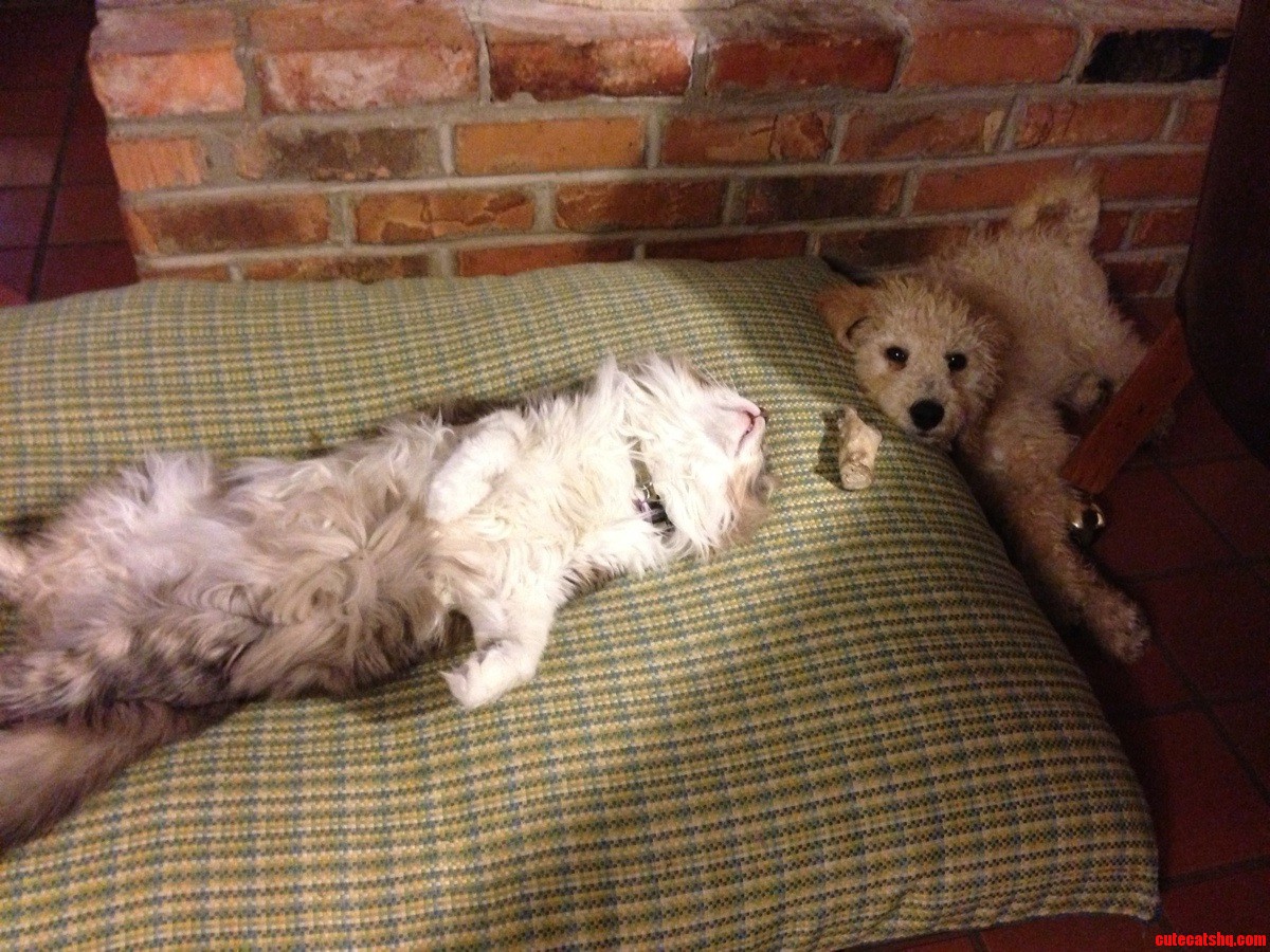 Guess Who Is Top Dog in My House