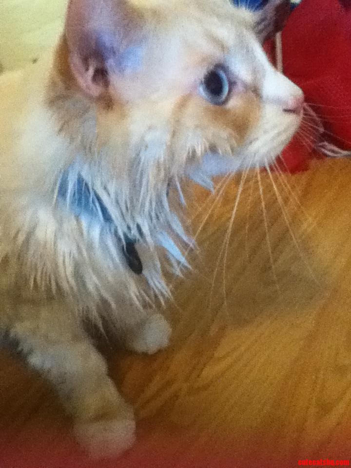 Had to Give Neville a Chin Bath to Get Rid of Some Kitty Acne.