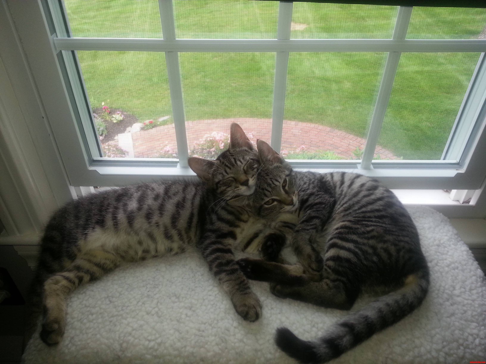 Happy Sisters Relaxing on Their Favorite Spot