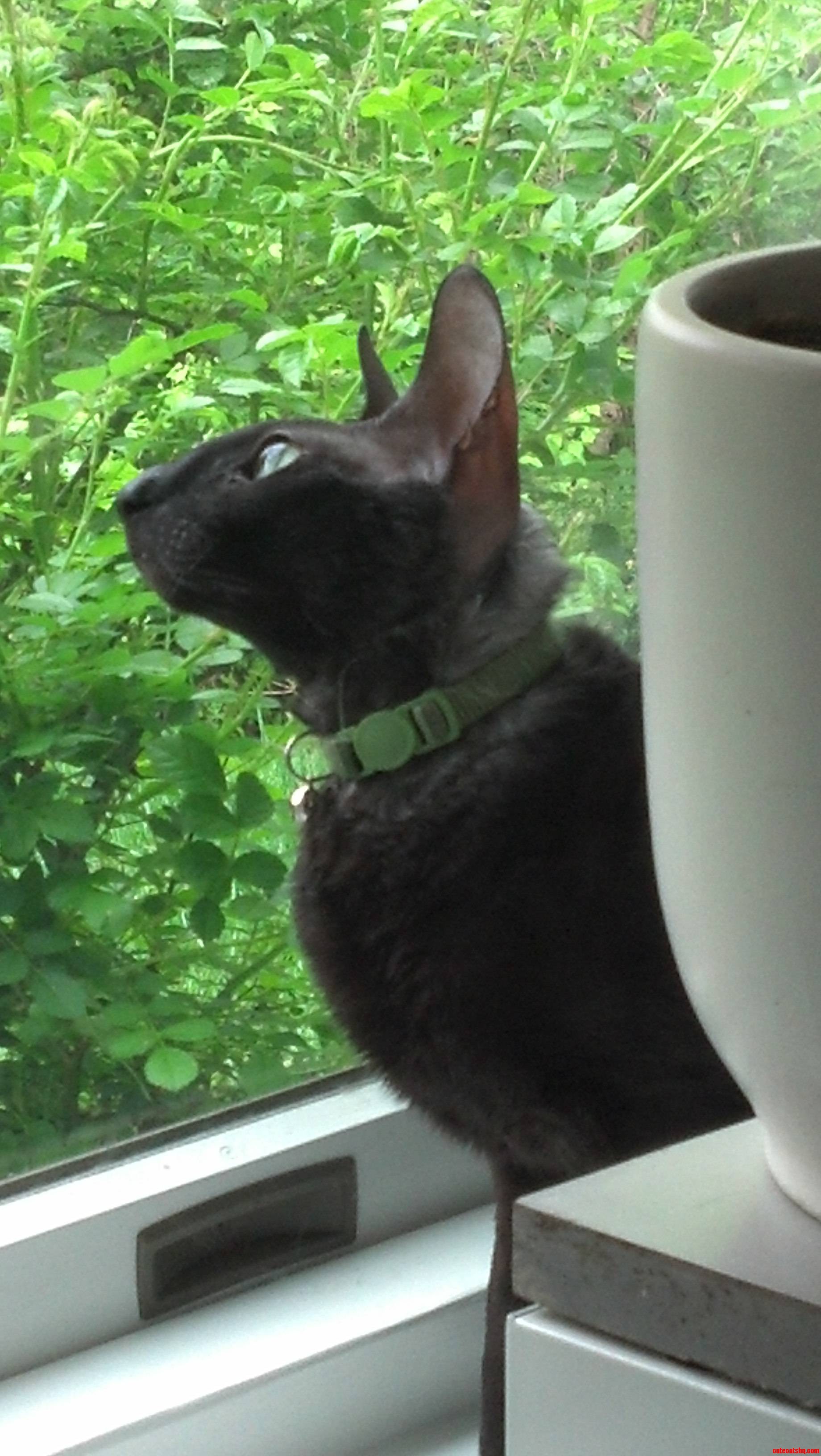 Haven T Seen a Cornish Rex on Here  So I Present Clarence the Cat