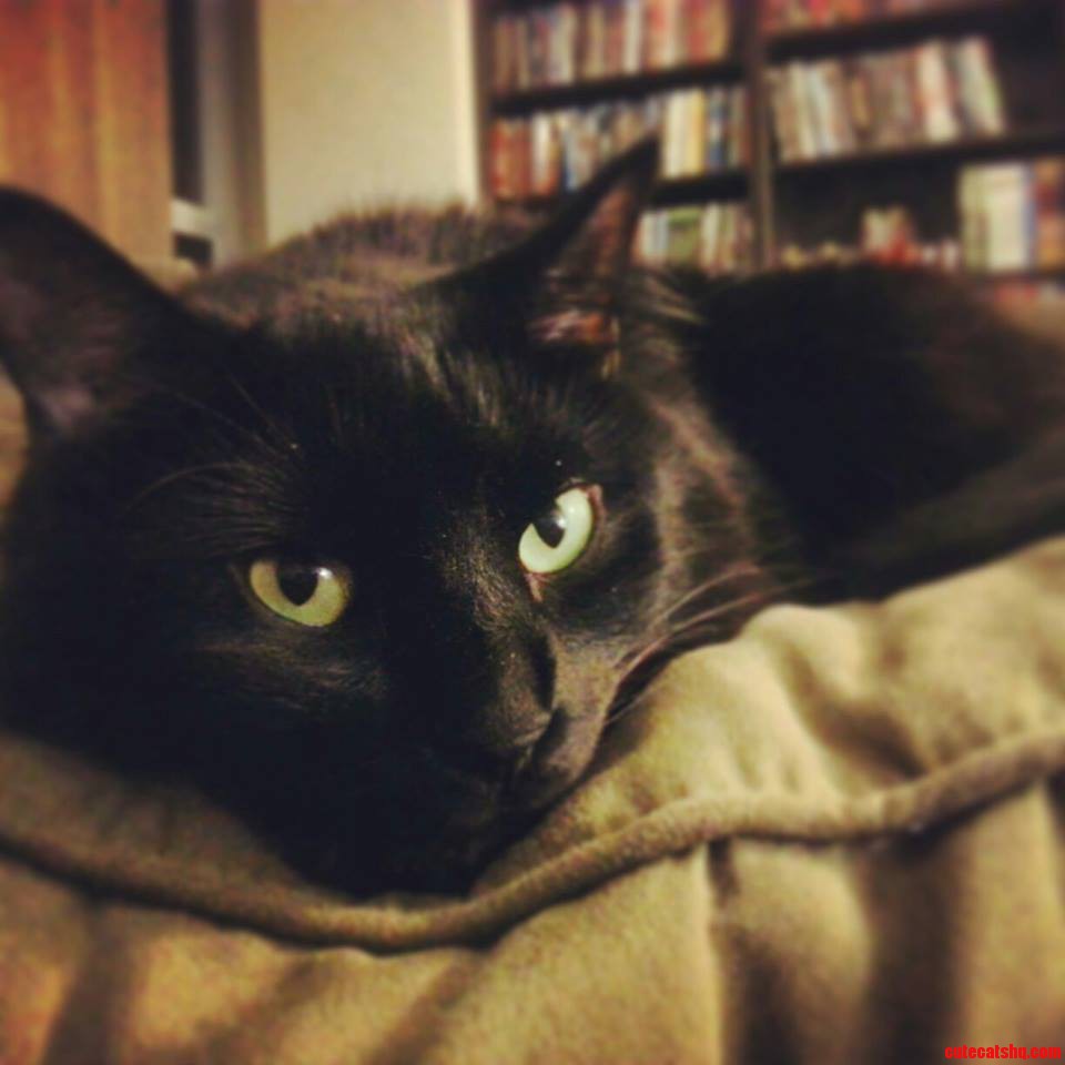 He Can Be Hard to Photograph  but This Time I Think I Got a Good One