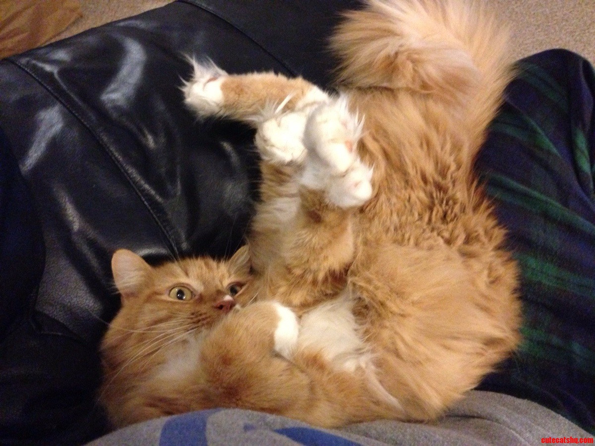 He Can T Possibly Be Comfortable.