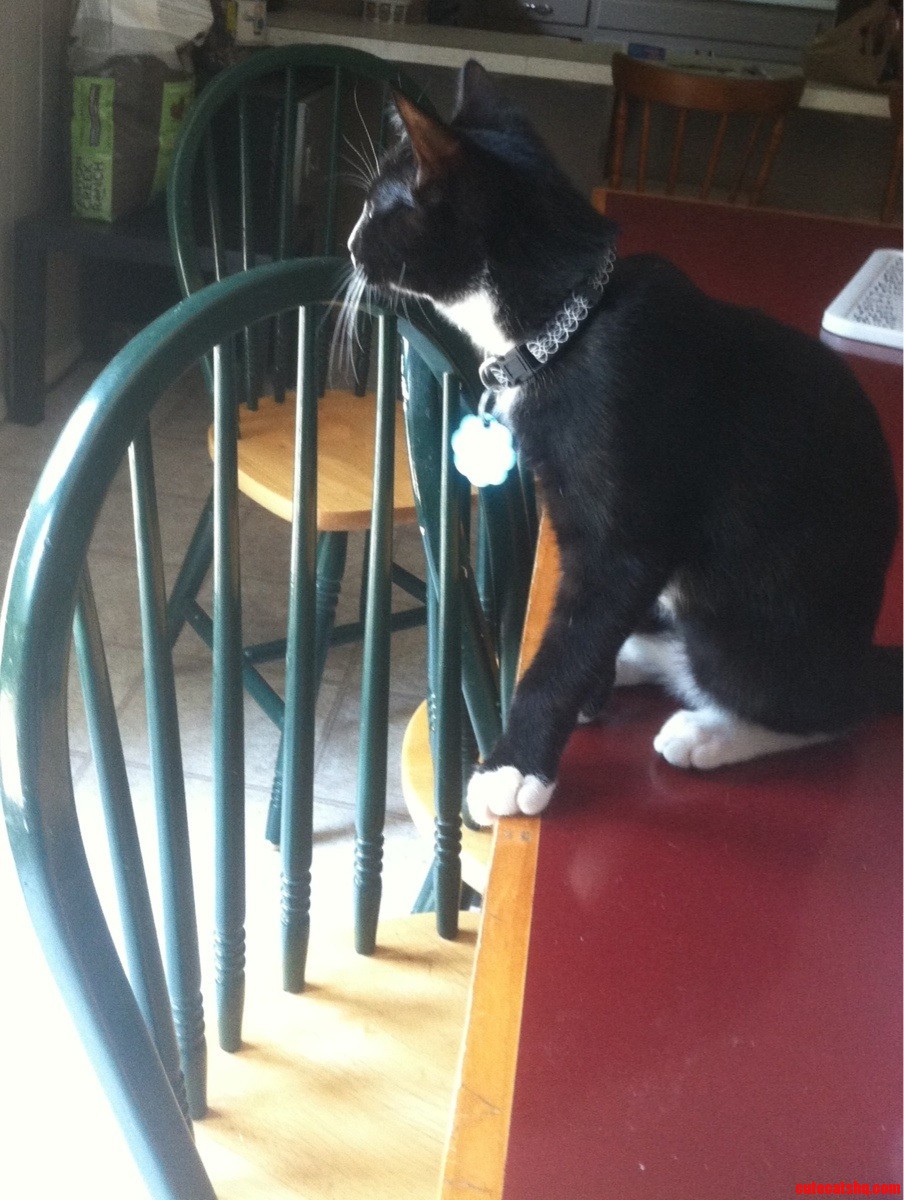 He Has Been Staring at the Birds Through Our Glass Doors for About an Hour Now.