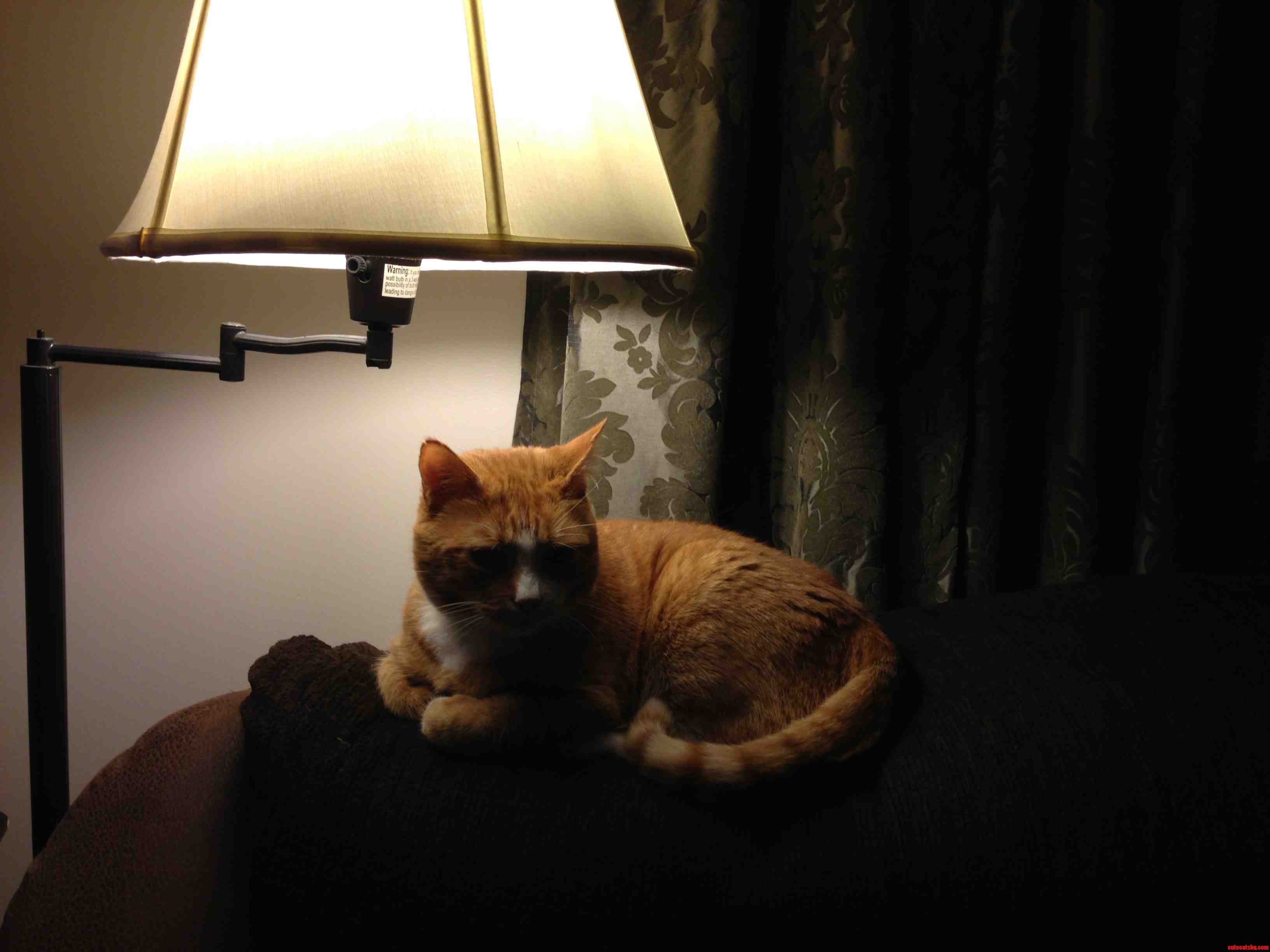 He Is ... the Most Interesting Cat in the World.
