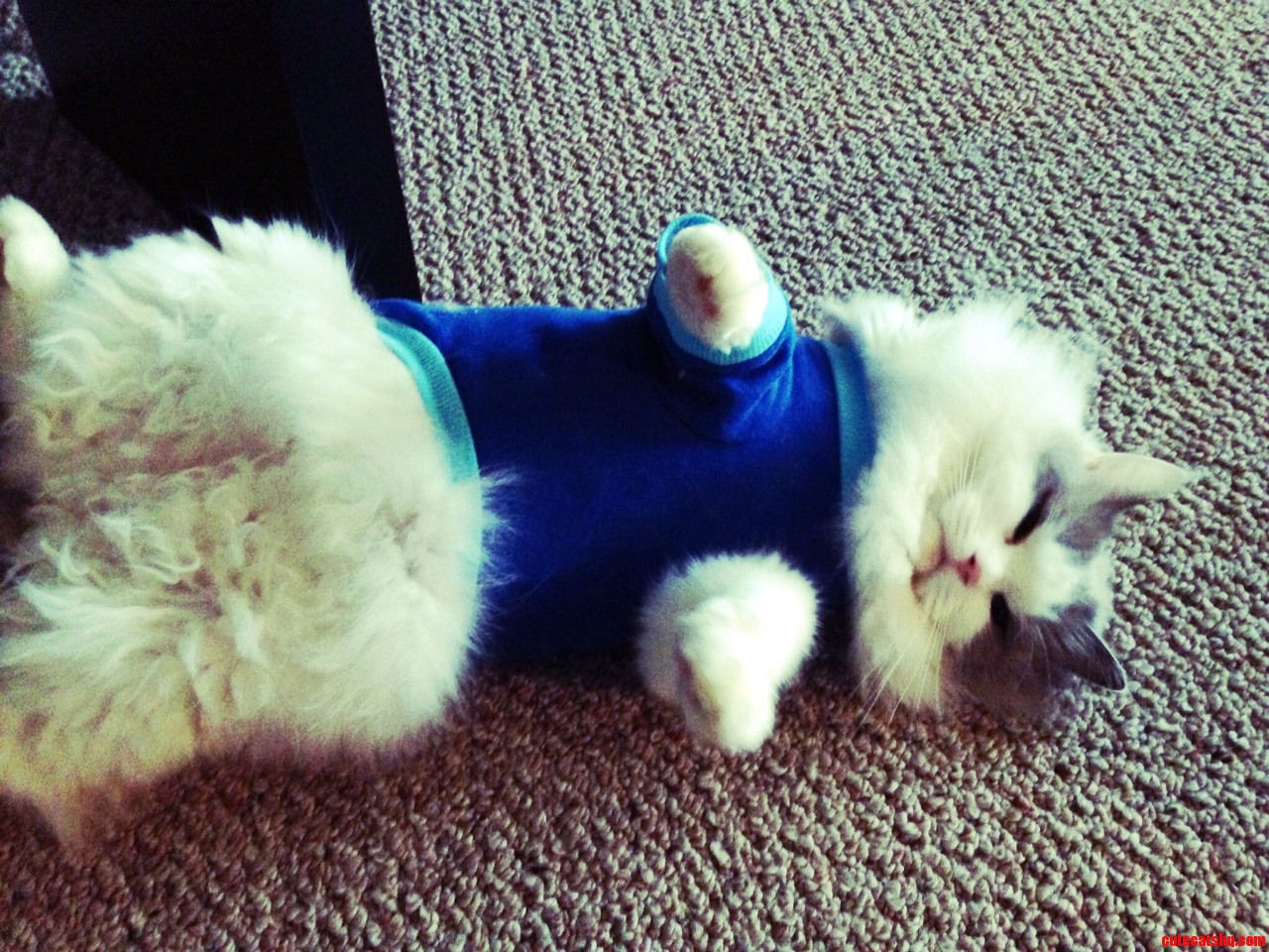 He Lost a Bet I Wish He Would Be a Better Sport About It.