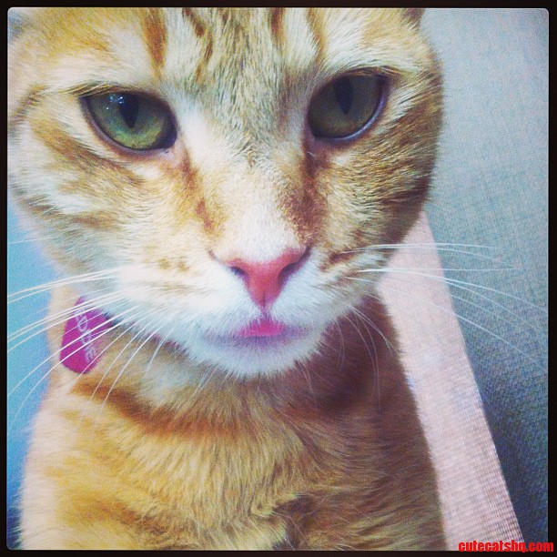 He Lost a Tooth Now He Keeps His Tongue Out All the Time