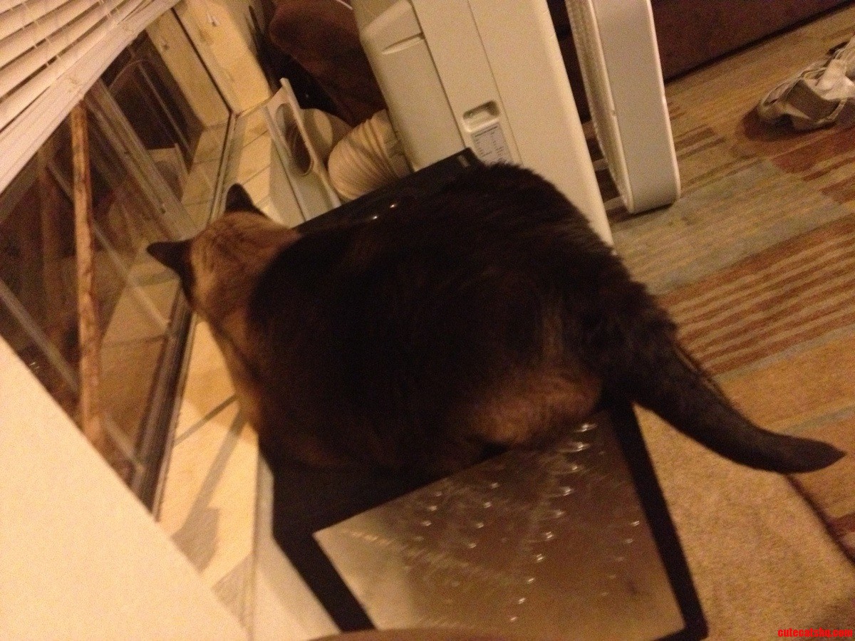 He S a Guard Kitty