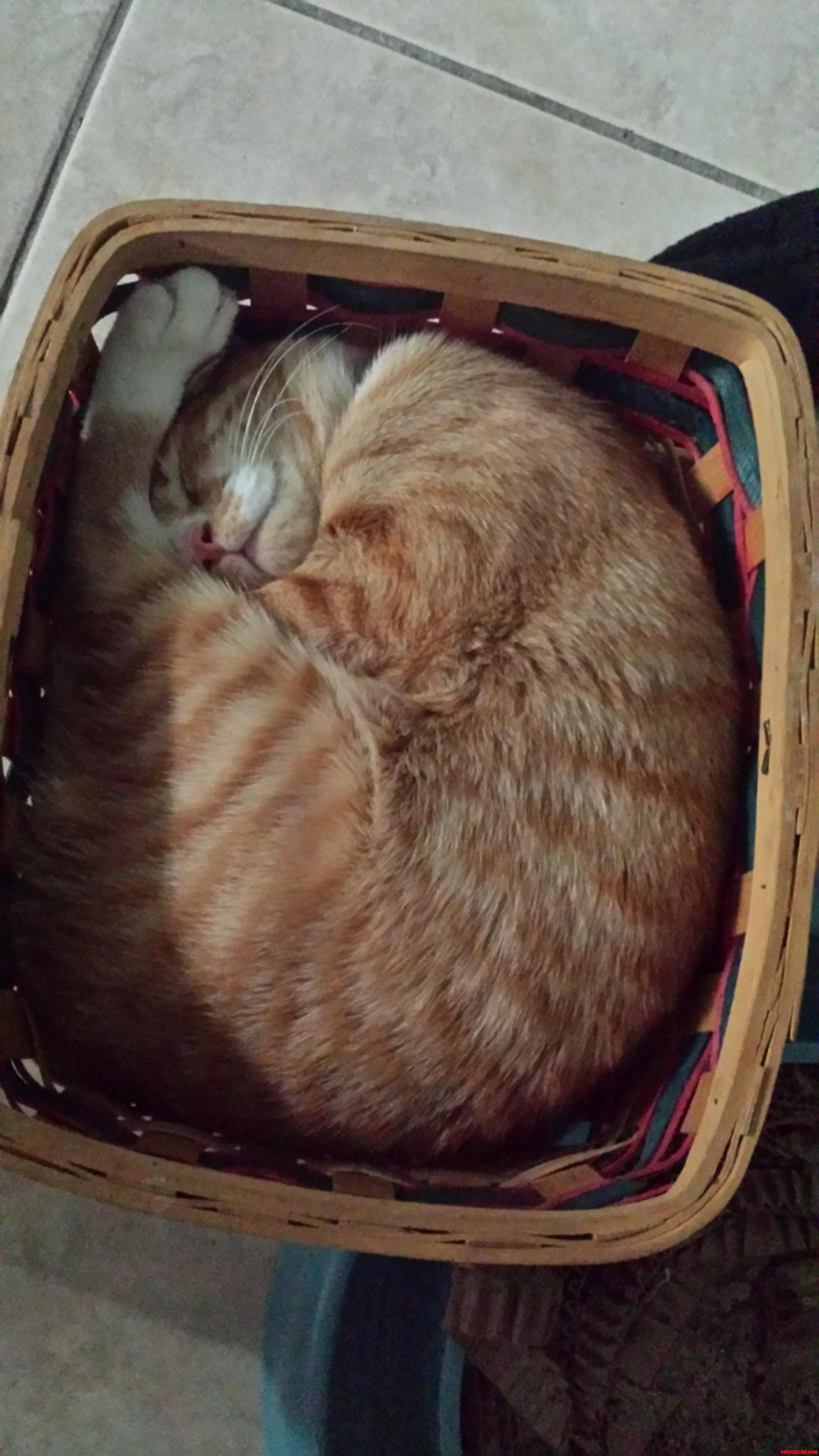He S Going to Miss His Favorite Sleeping Basket When He Grows Out of It.