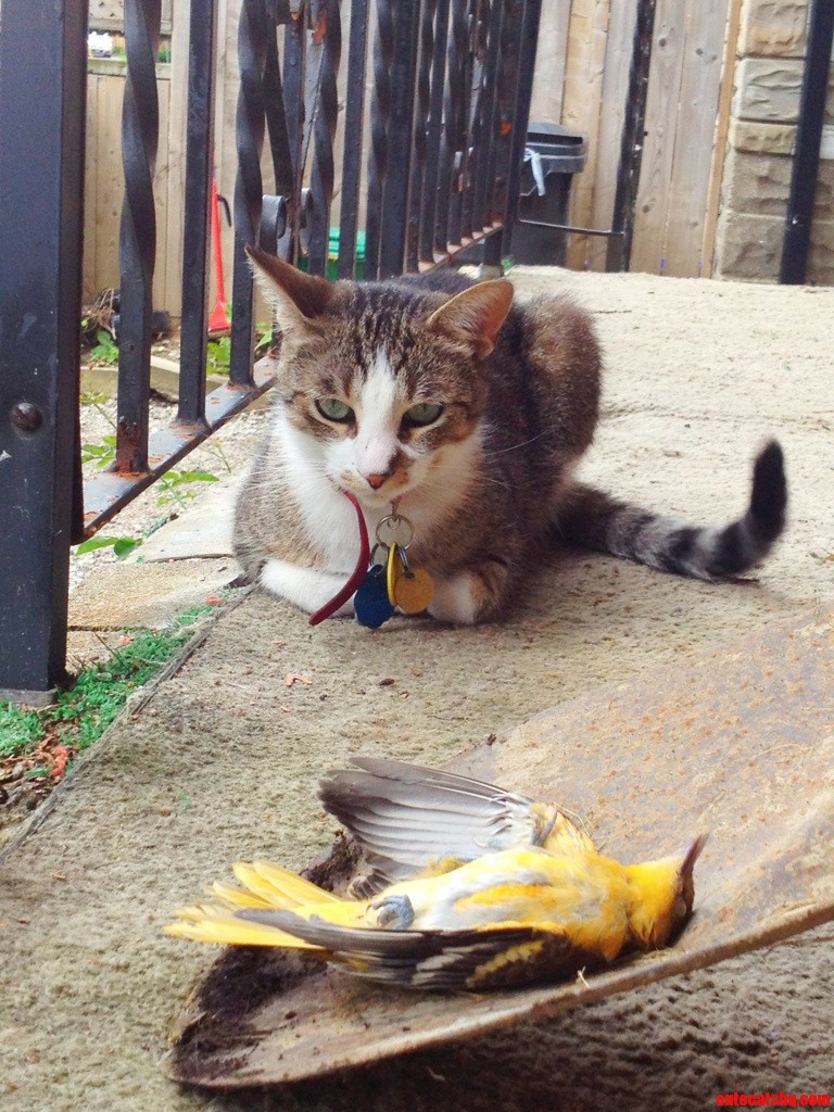 He S So Jealous That He Will Kill Anything Prettier Than Himself.