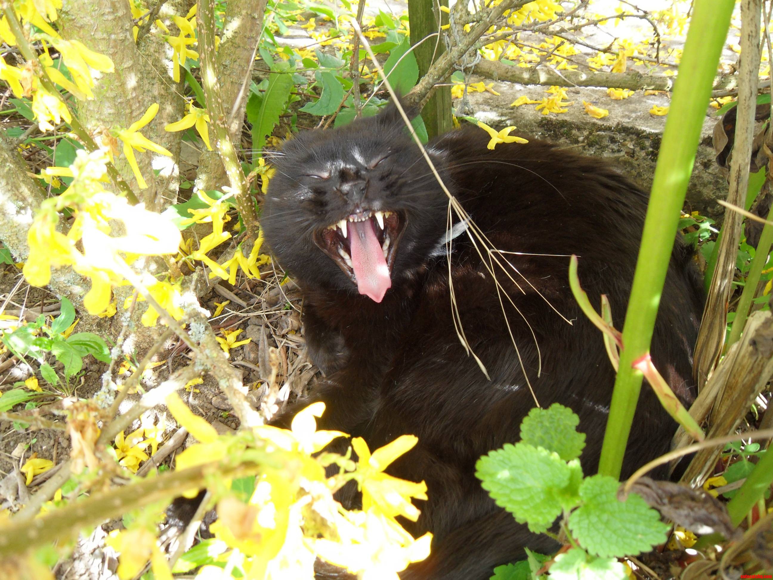 He Thinks He S a Panther.