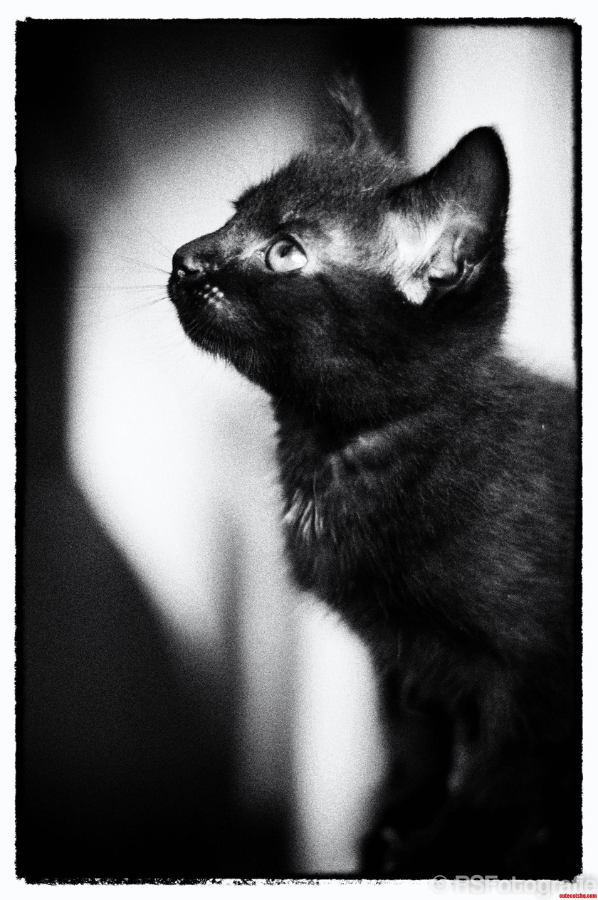 Hello  Meet My New Kitten  Lisa