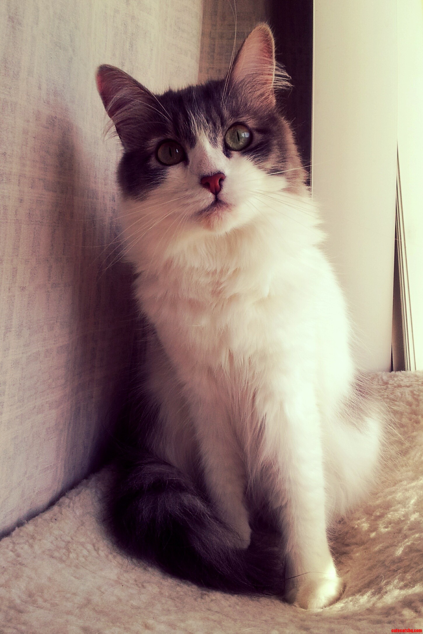 Hello There Sweetie