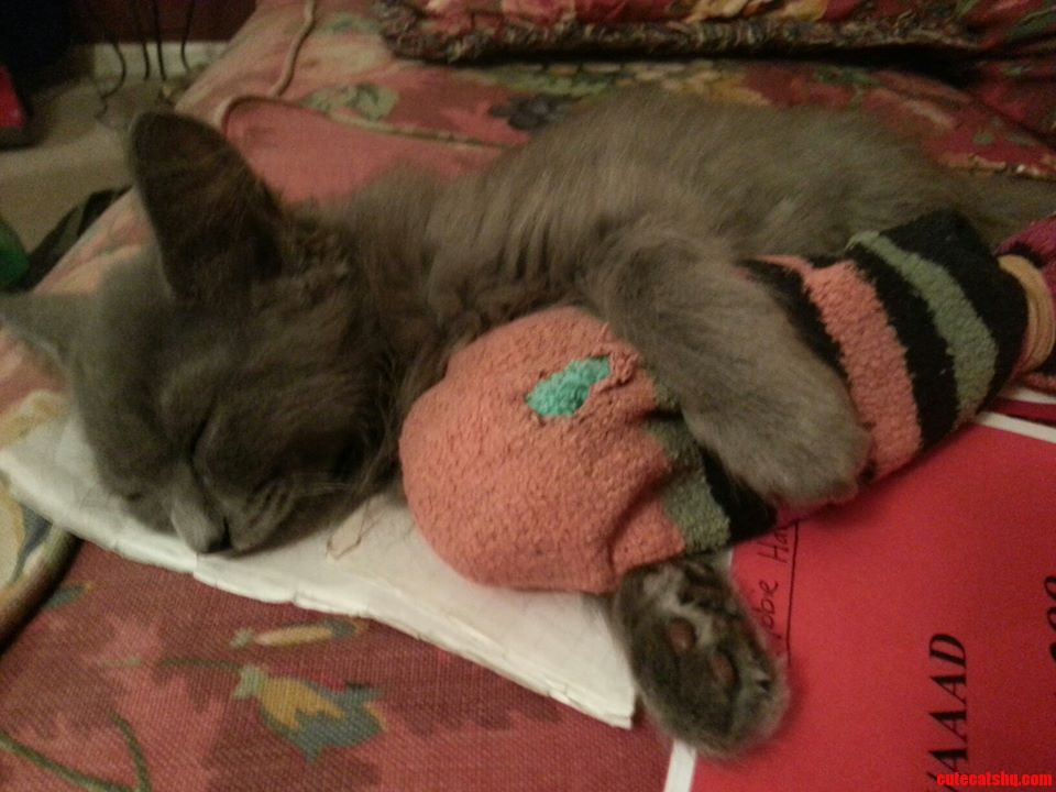 Her Name Is River Song and She Has Been My Sock for a Few Weeks