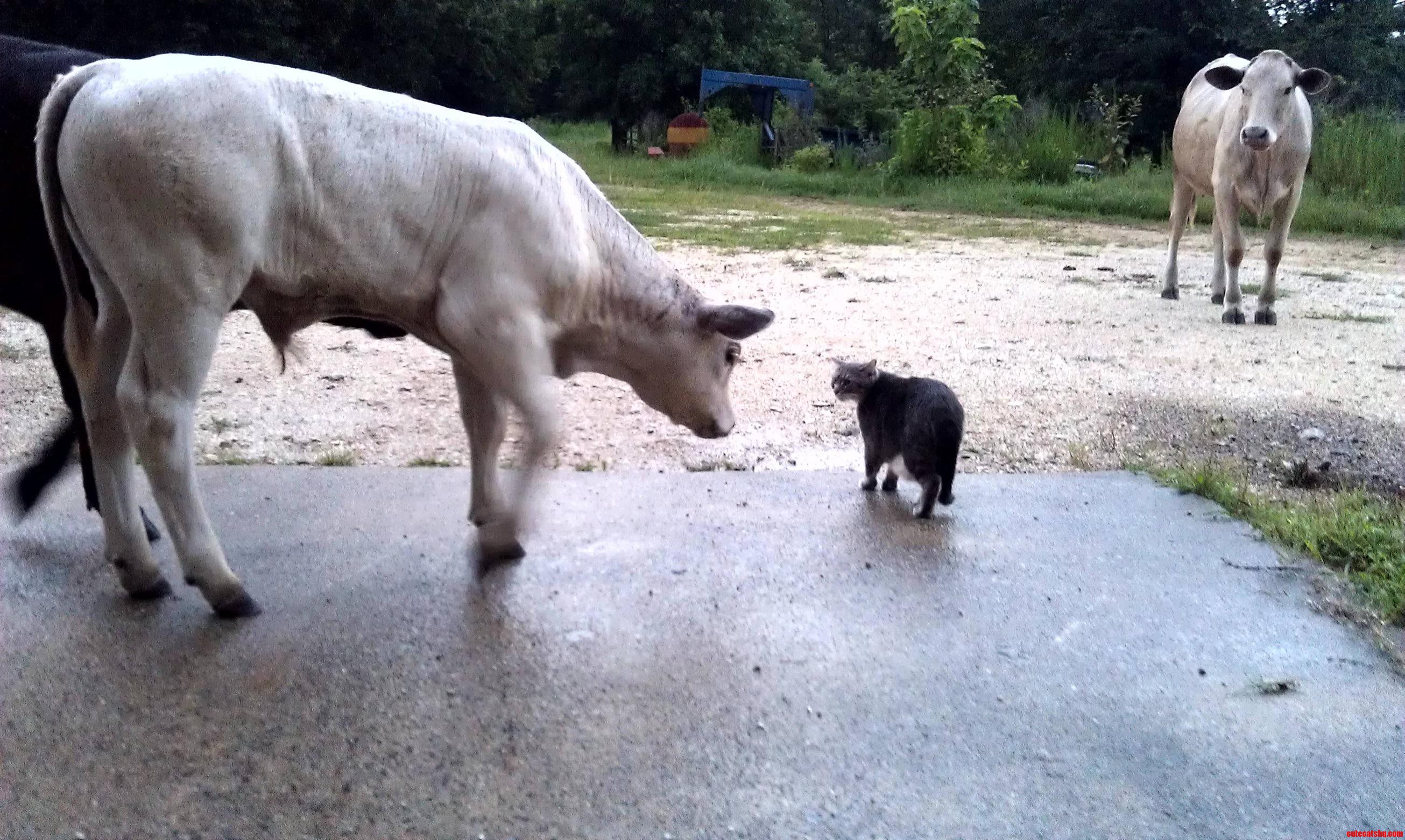 Here Kitty  Kitty. Says the Baby Bull.