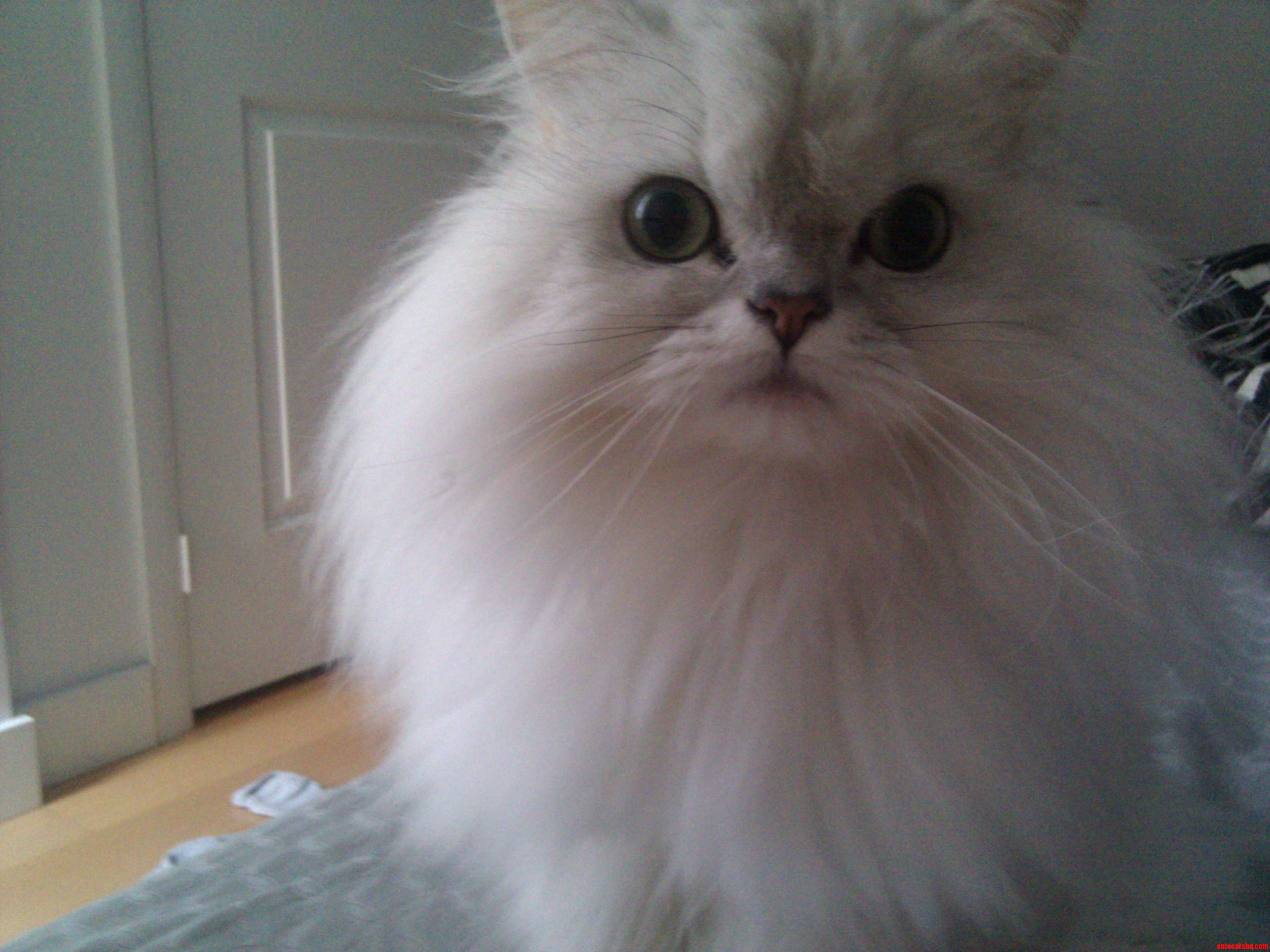 Here S Wolf  a Silver Chinchilla Persian Who S Been My Best Bud for 12 Years and Still Going