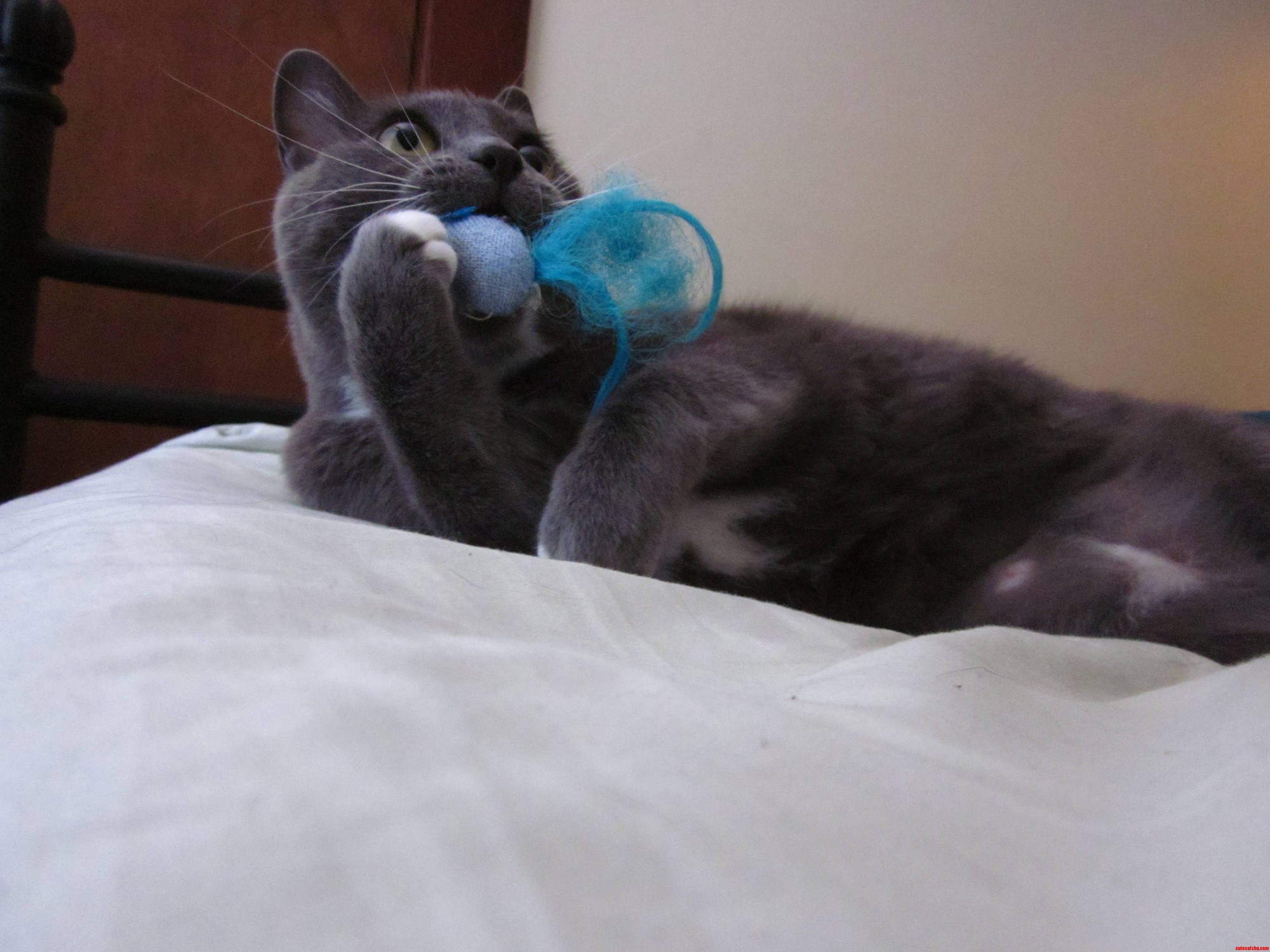 Hey Kitty  I Found Your Favorite Toy Under the Dresser.
