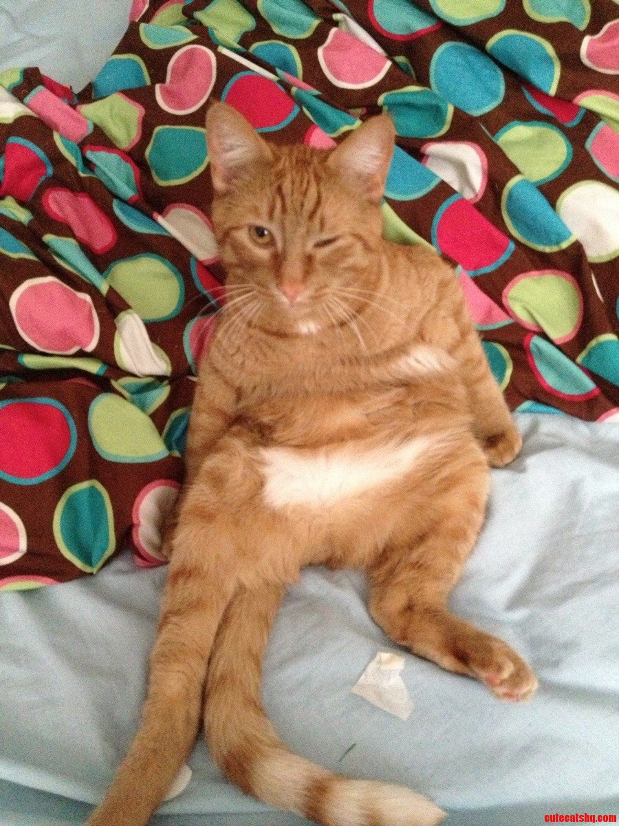 Hi My Name Is Cheetoh... Wink