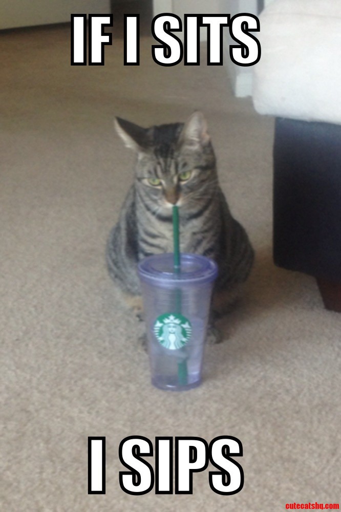 Hipster Cat