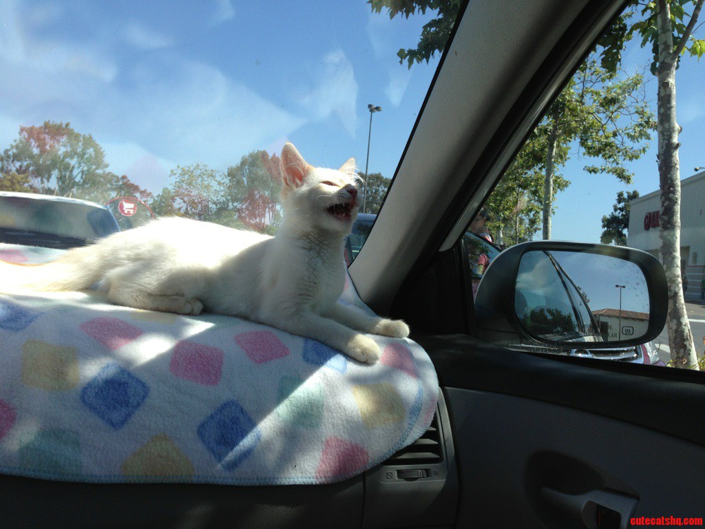 His First Road Trip Did Not Go Well
