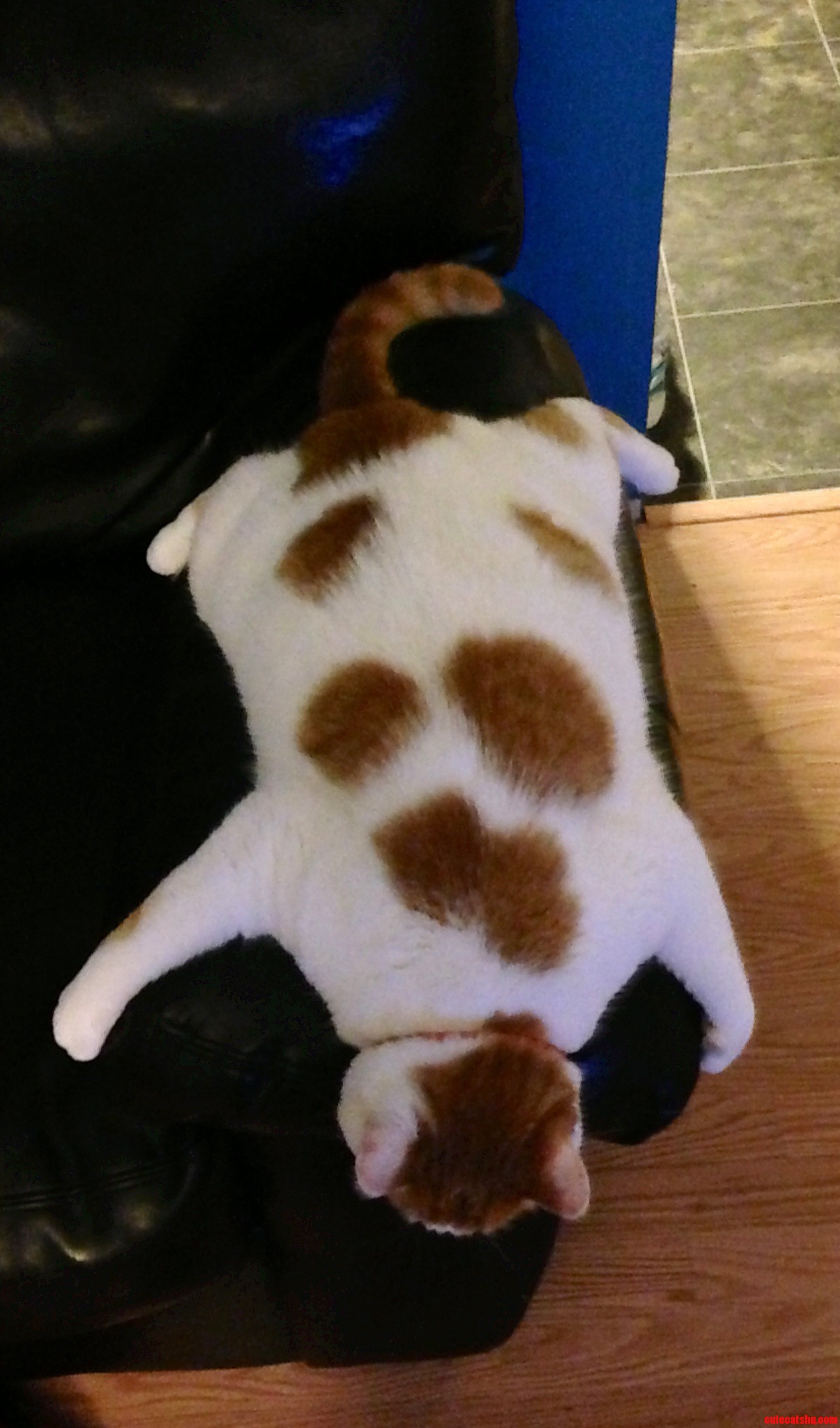 His Name Is Butters. I Call This the Butters Skin Rug.