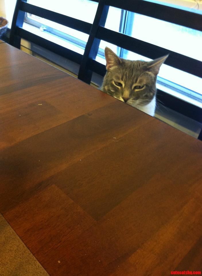 How Abby Can Be Seen During the Humans  Dinner Time.