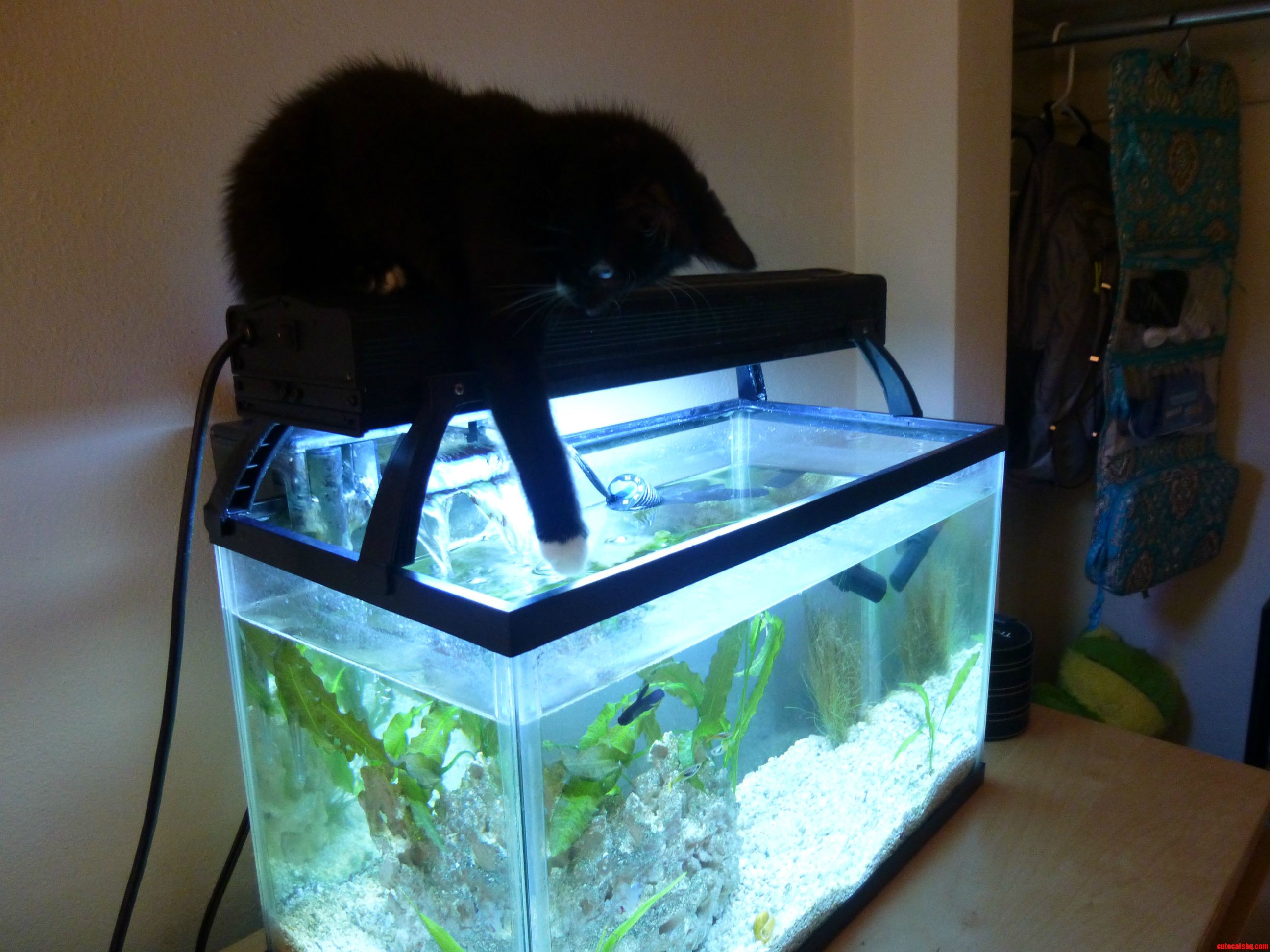 How Do I Get Him to Stay Off of This