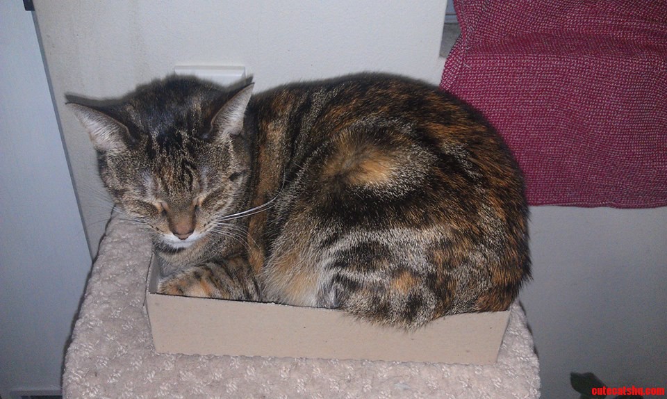 How I Love My Tiny Little Box  3