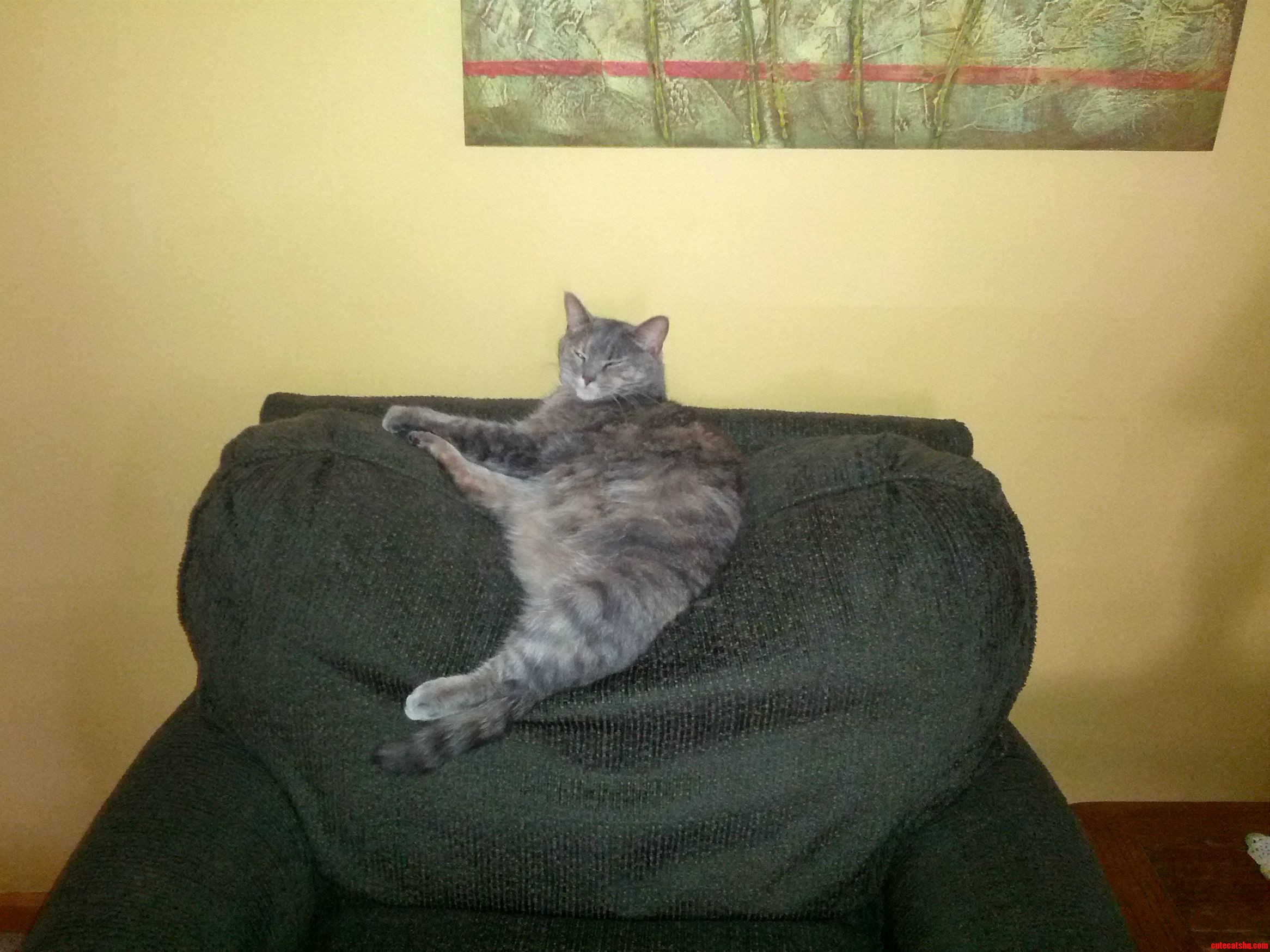 How Is This Even Comfortable  Alternate Title What the Hell Is Wrong with My Cat