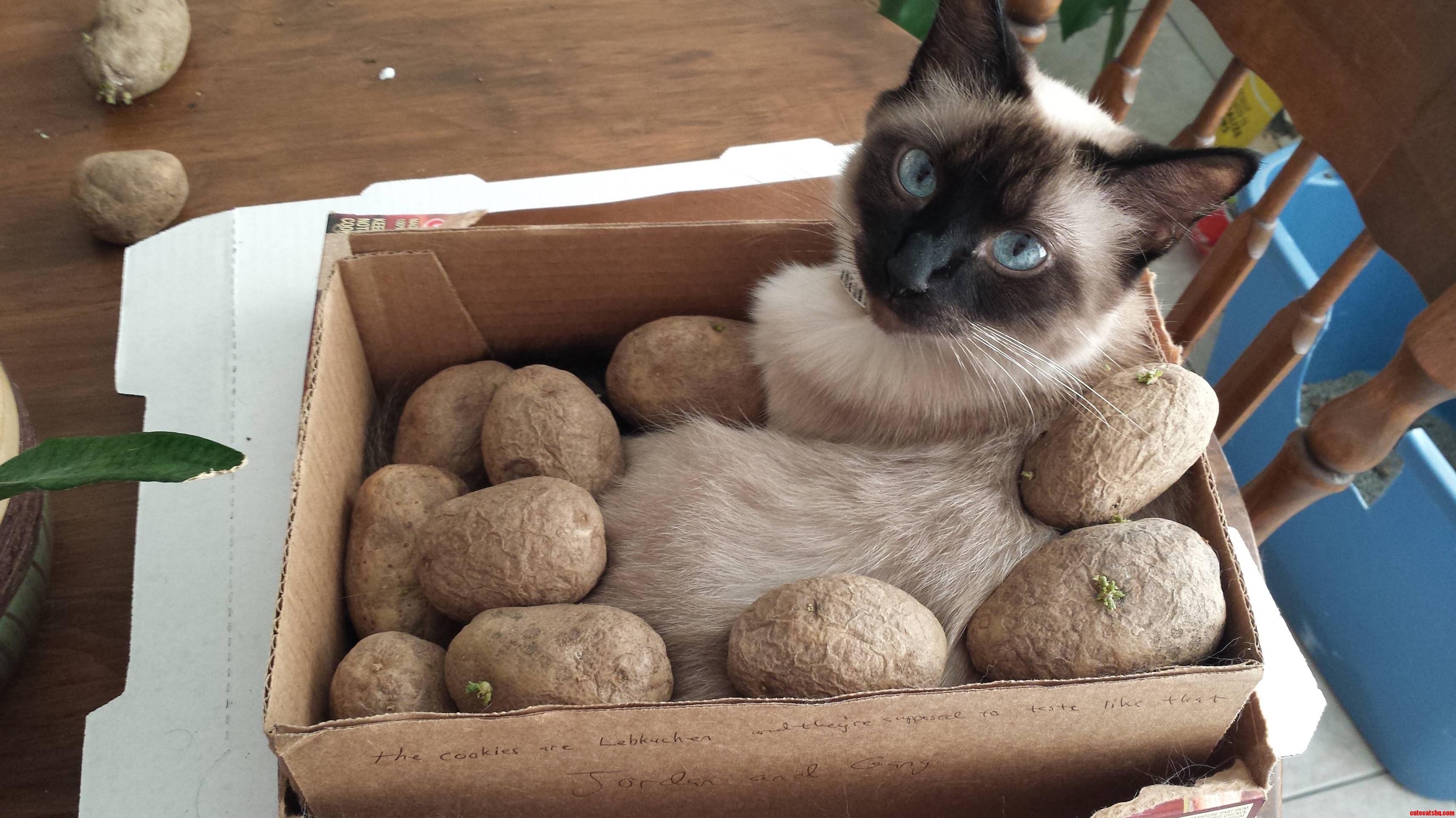 How Many Potatoes Does It Take to Get a Cat Out of a Box