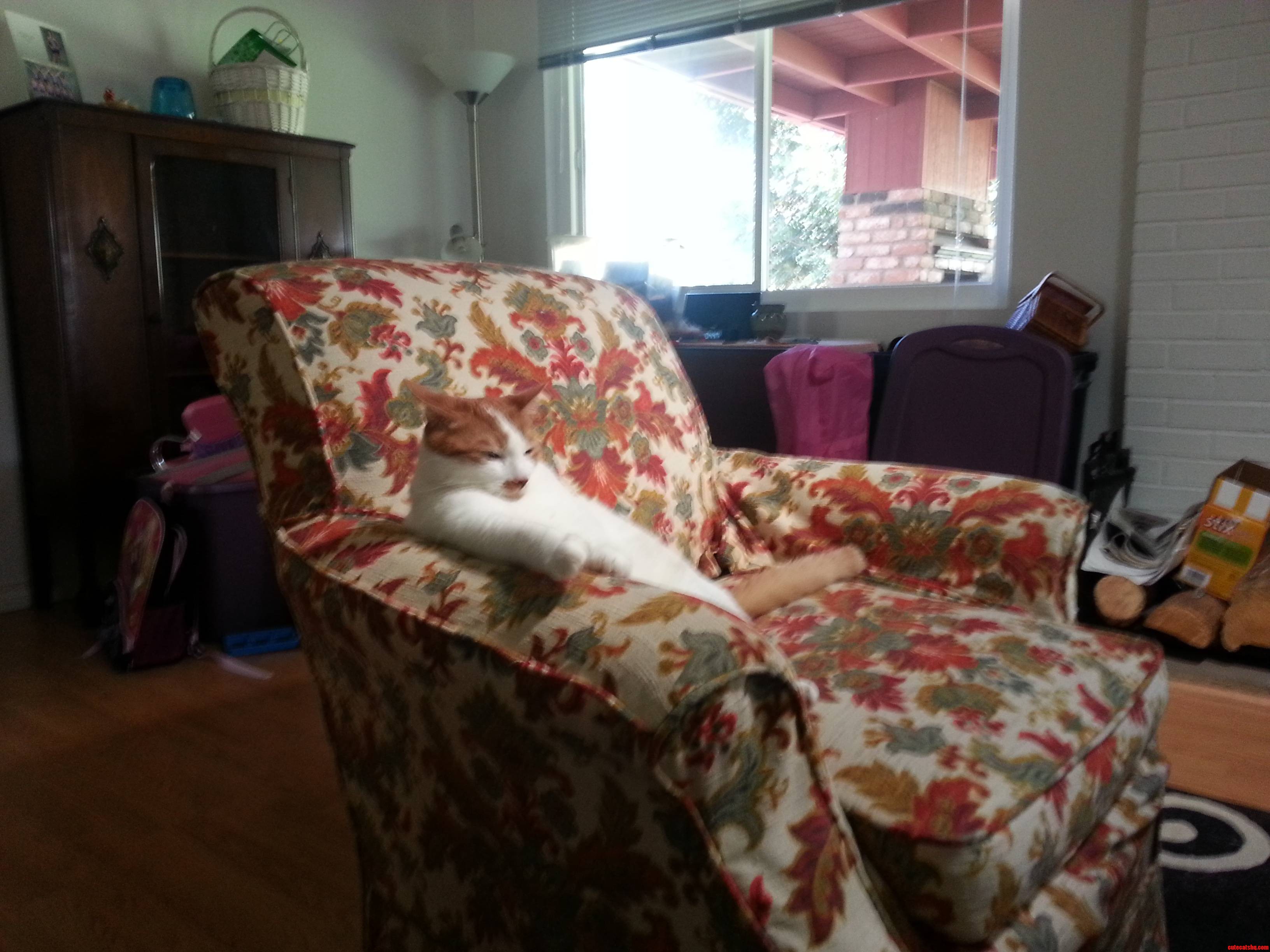 How Says Cats Arent Like People