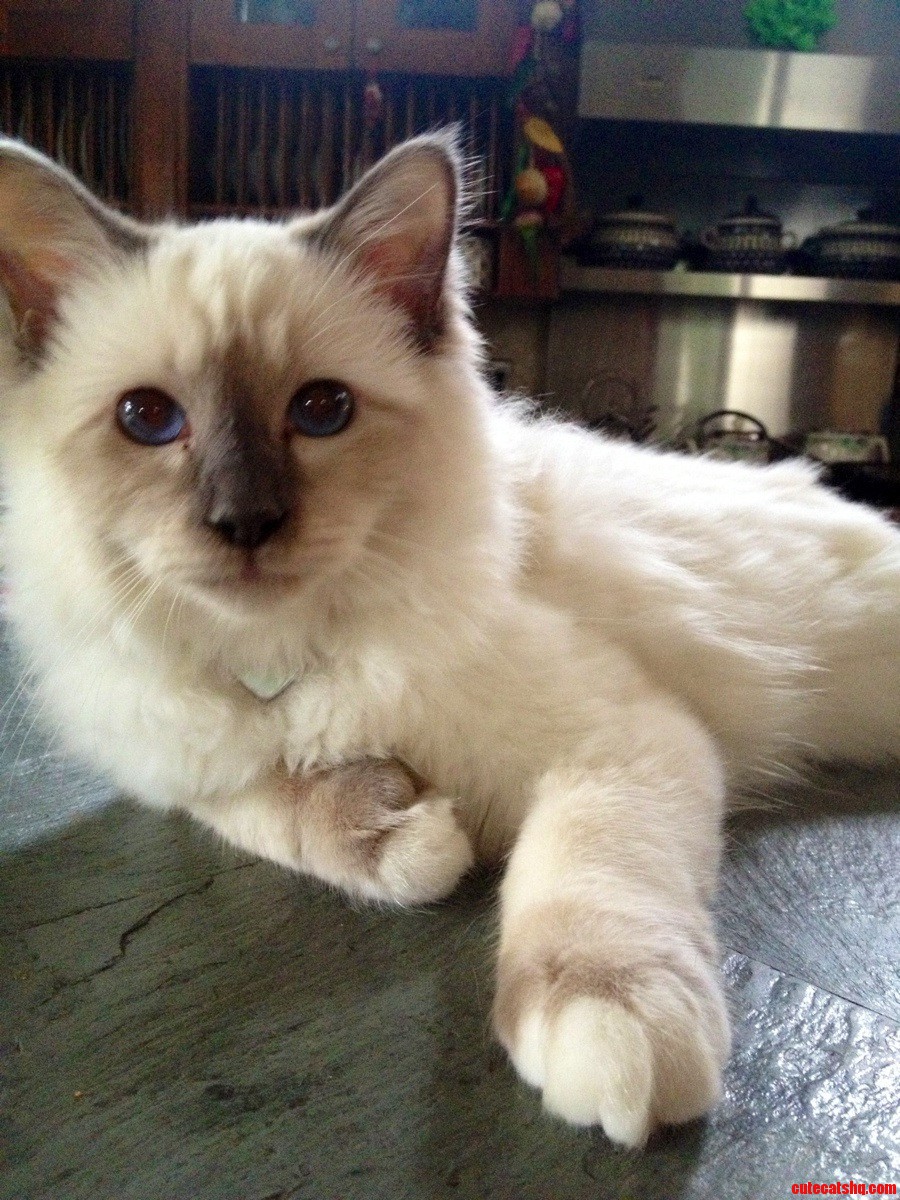 Huck  the Most Interesting Cat in the World