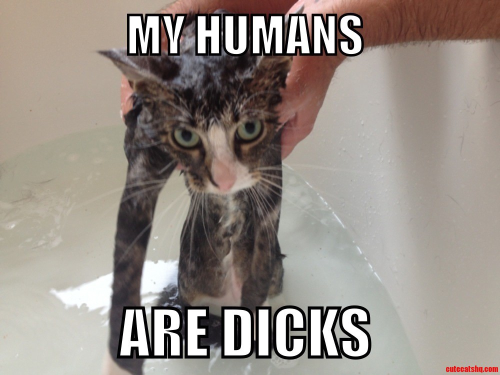 Human Ownership Is Not Without It S Issues