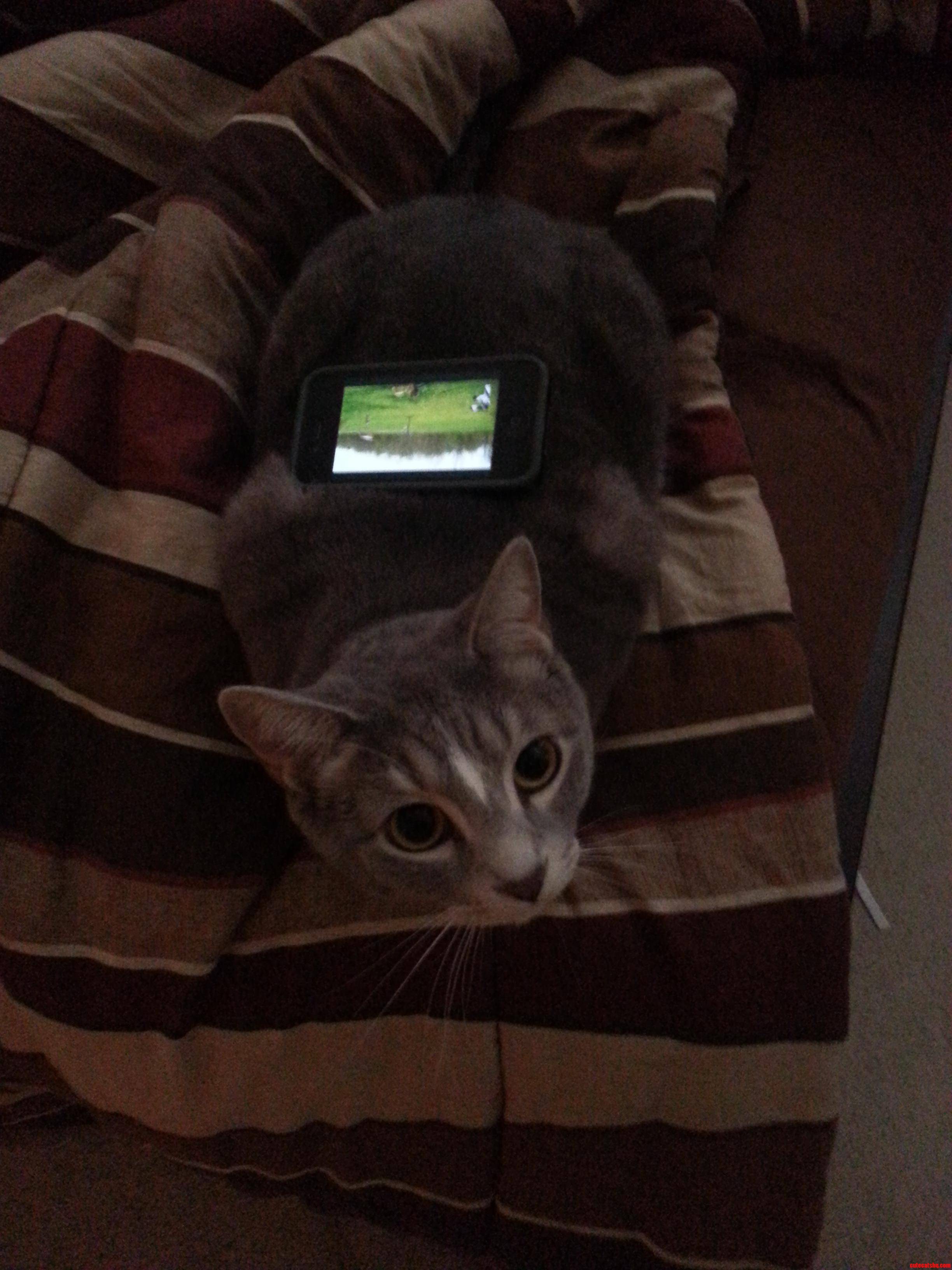 I Found Another Use for My Kitty...iphone Stand