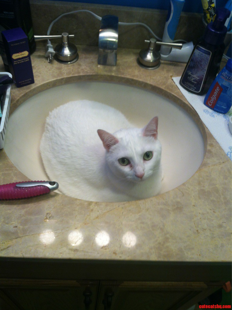 I Had Just Cleaned the Sink. Walked Away for 5 Minutes  and Then...