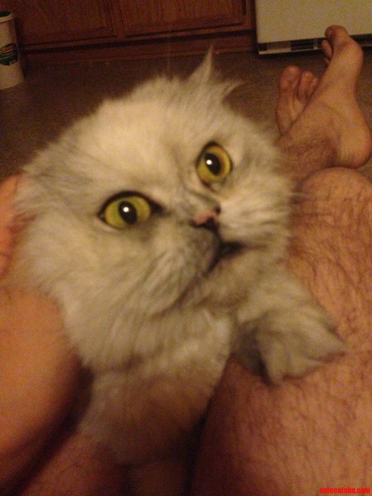I Have No Idea What My Cat Is Looking At.