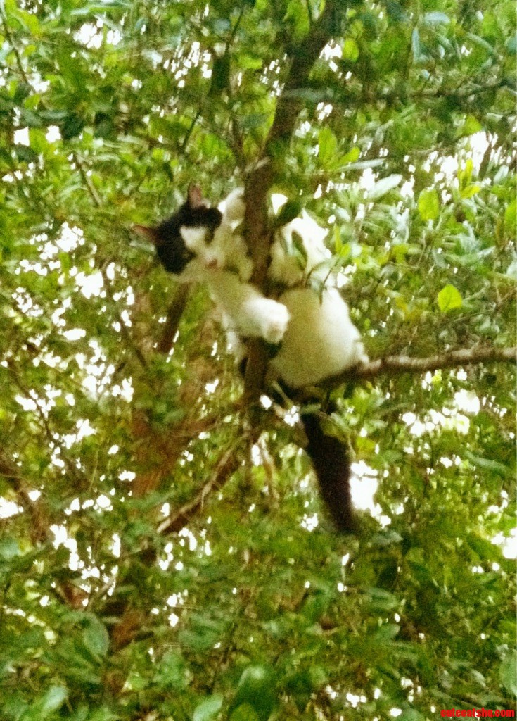 I Heard a Noise and Looked Up. Hi There